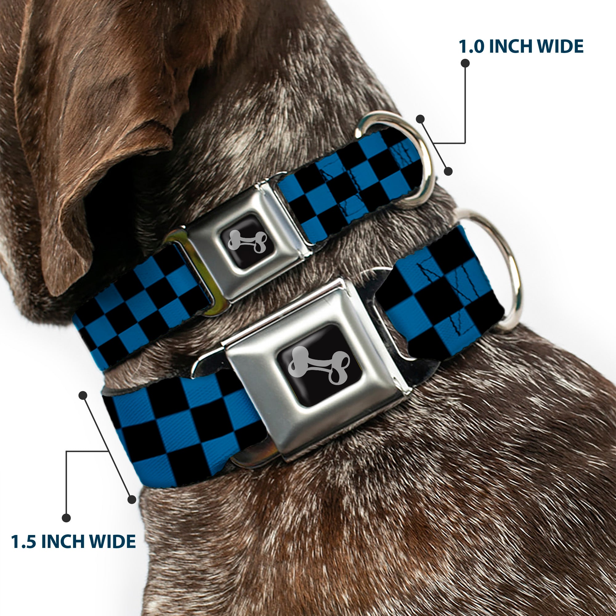 Dog Bone Seatbelt Buckle Collar - Checker Black/Turquoise Seatbelt Buckle Collars Buckle-Down