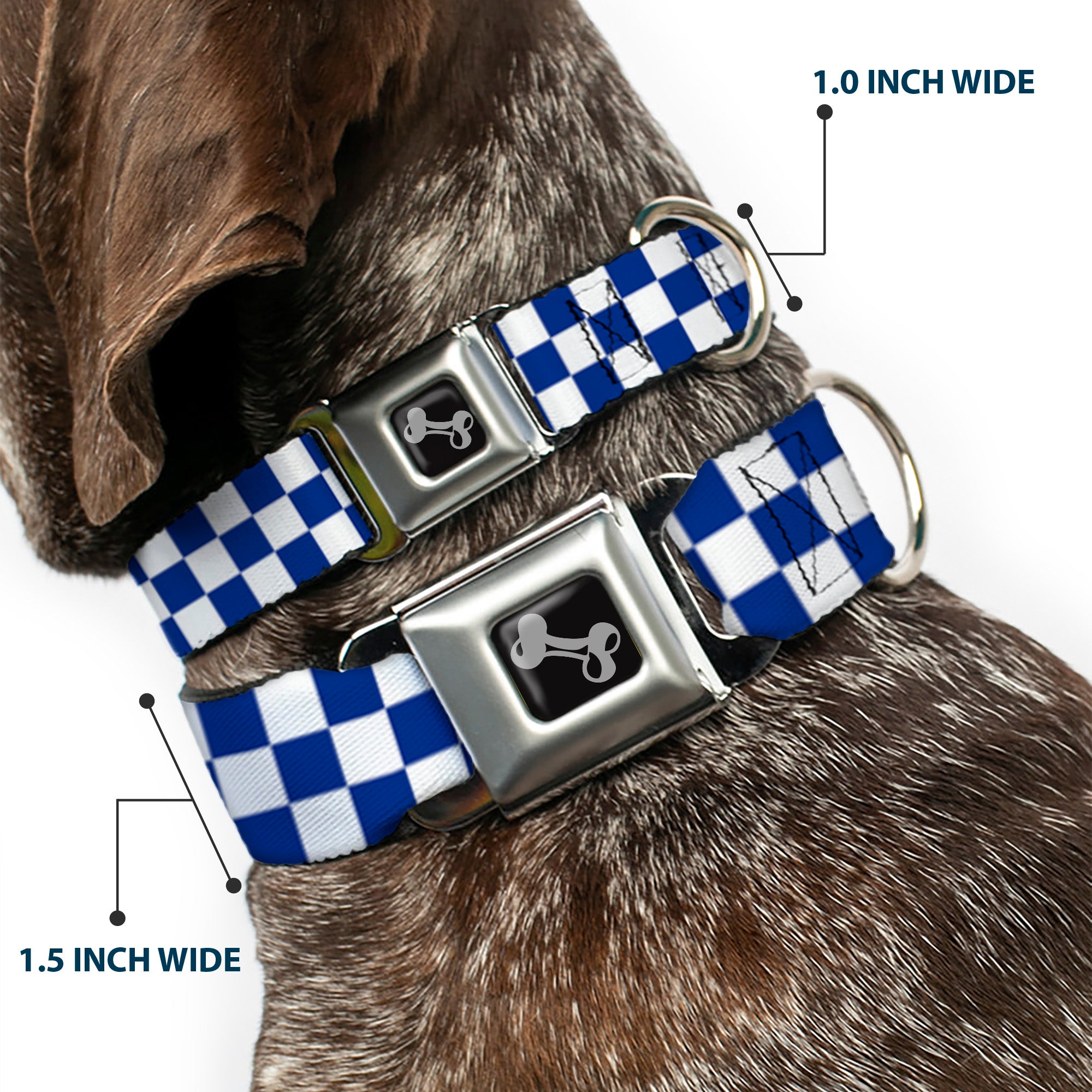 Dog Bone Seatbelt Buckle Collar - Checker BlueKU/White Seatbelt Buckle Collars Buckle-Down