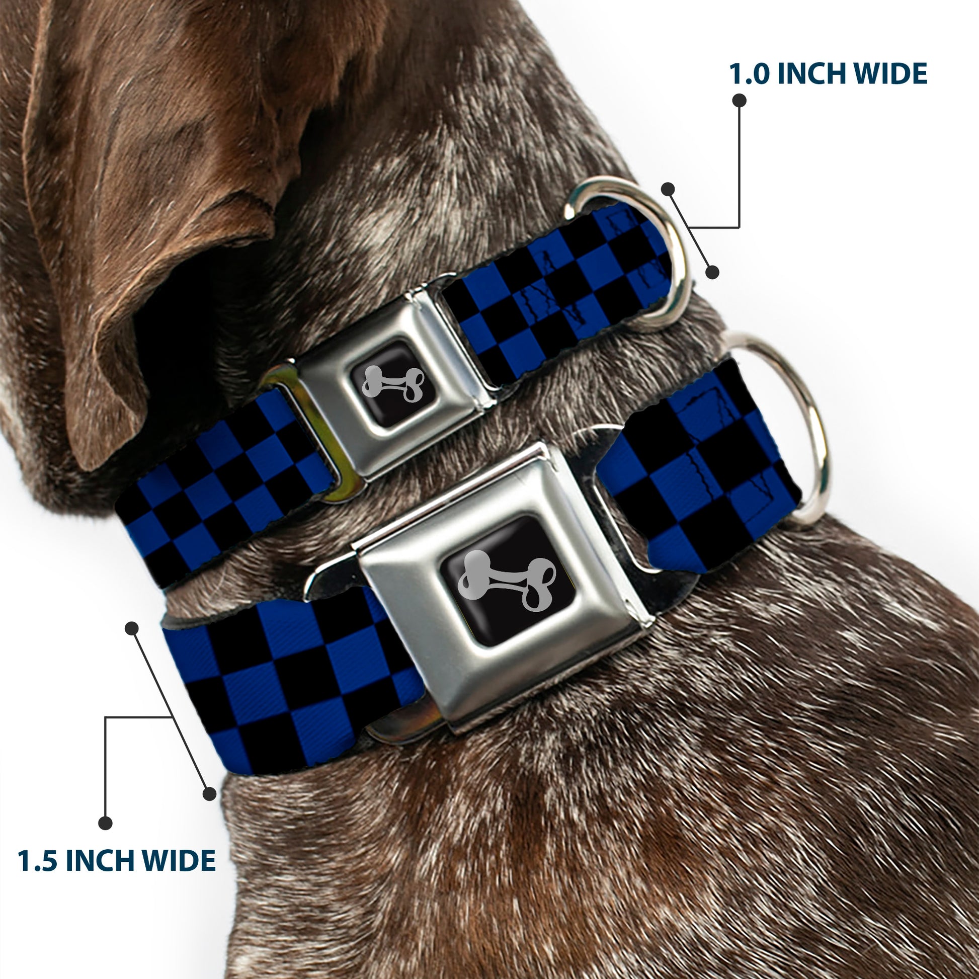 Dog Bone Seatbelt Buckle Collar - Checker Black/Royal 288C Seatbelt Buckle Collars Buckle-Down