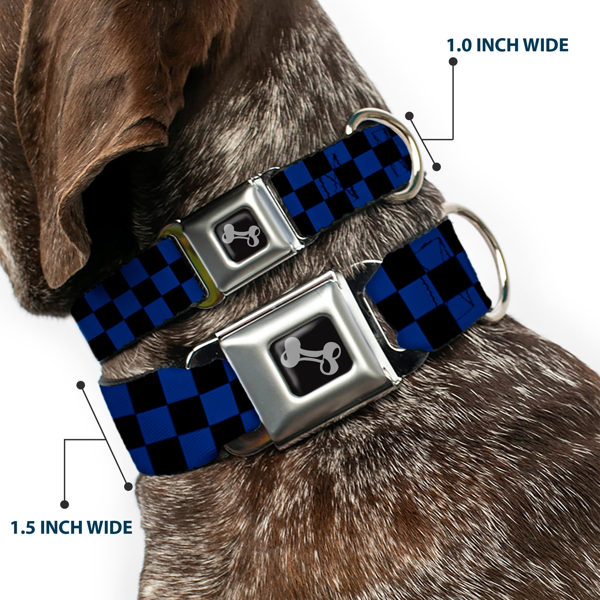 Dog Bone Seatbelt Buckle Collar - Checker Black/Royal 288C Seatbelt Buckle Collars Buckle-Down