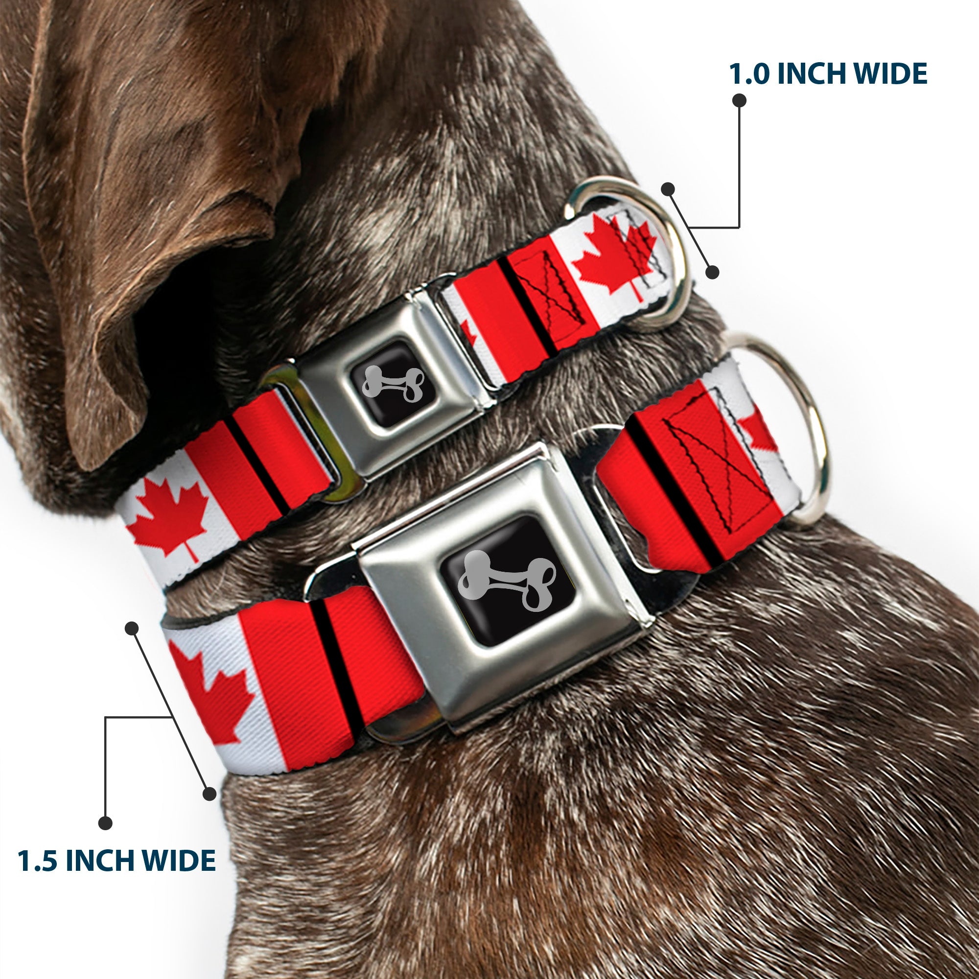 Dog Bone Seatbelt Buckle Collar - Canada Flags Seatbelt Buckle Collars Buckle-Down