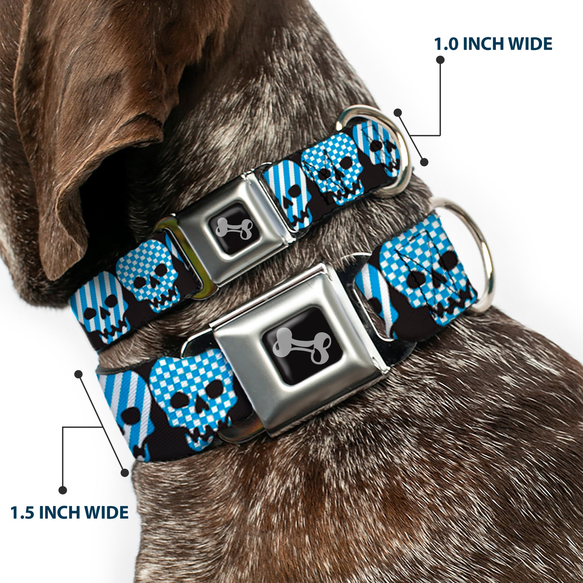 Dog Bone Seatbelt Buckle Collar - Checker & Stripe Skulls Black/White/Baby Blue Seatbelt Buckle Collars Buckle-Down