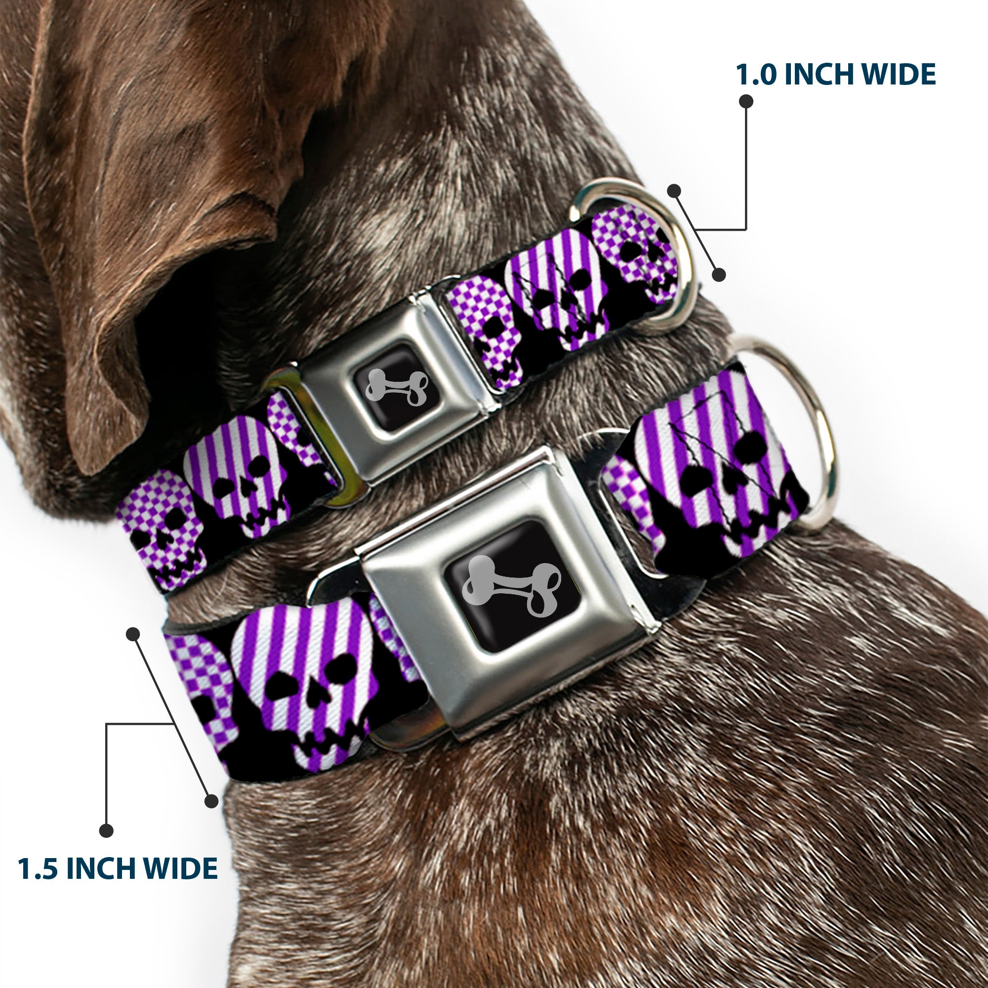 Dog Bone Seatbelt Buckle Collar - Checker & Stripe Skulls Black/White/Purple Seatbelt Buckle Collars Buckle-Down