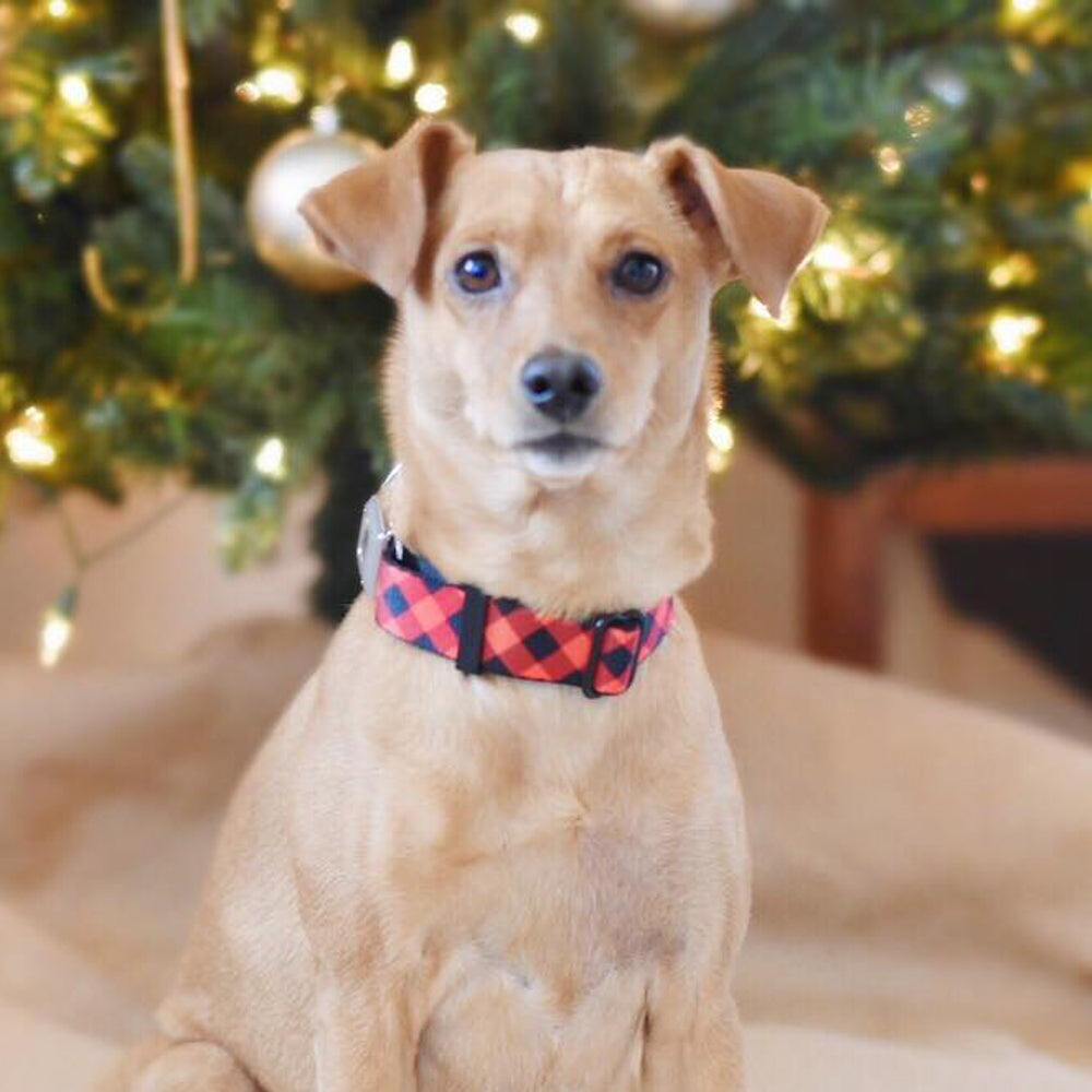 Dog Bone Seatbelt Buckle Collar - Diagonal Buffalo Plaid Black/Red Seatbelt Buckle Collars Buckle-Down