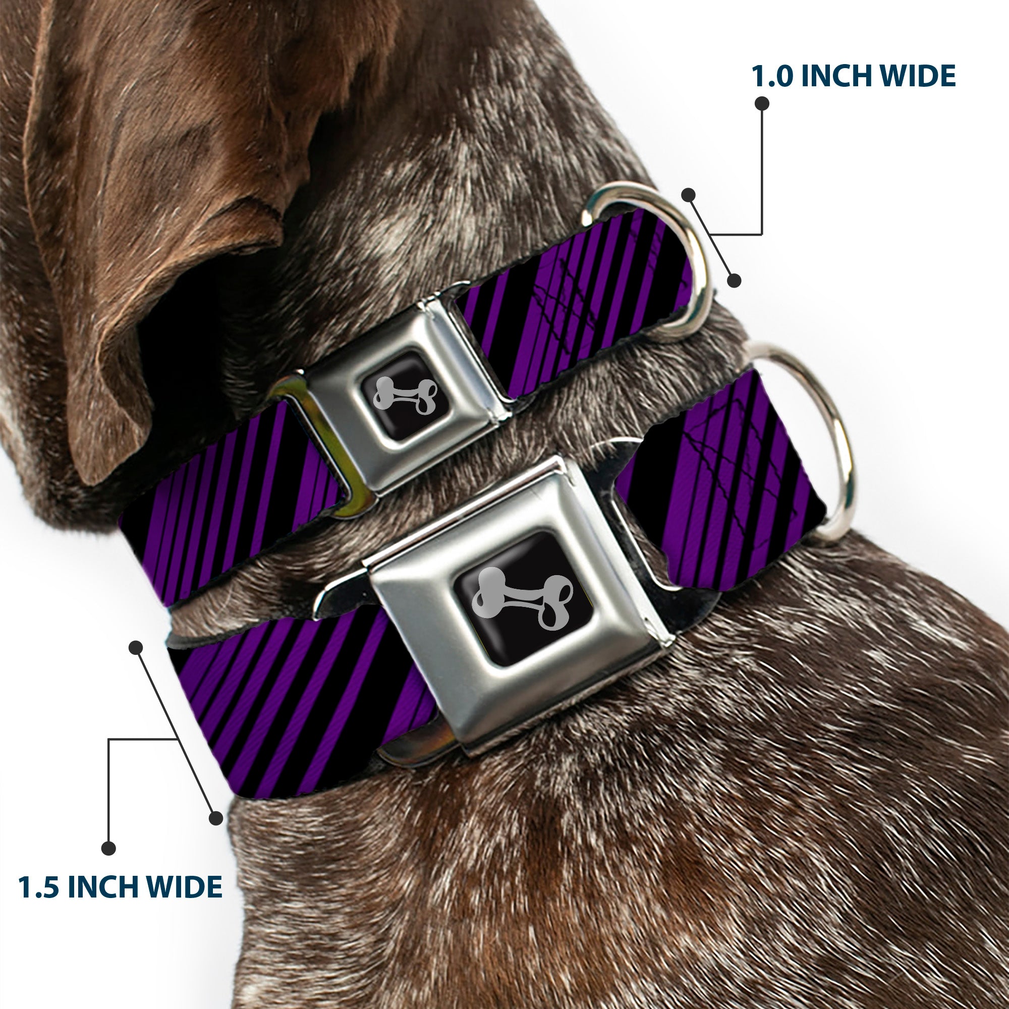 Dog Bone Seatbelt Buckle Collar - Diagonal Stripes Black/Purple Seatbelt Buckle Collars Buckle-Down