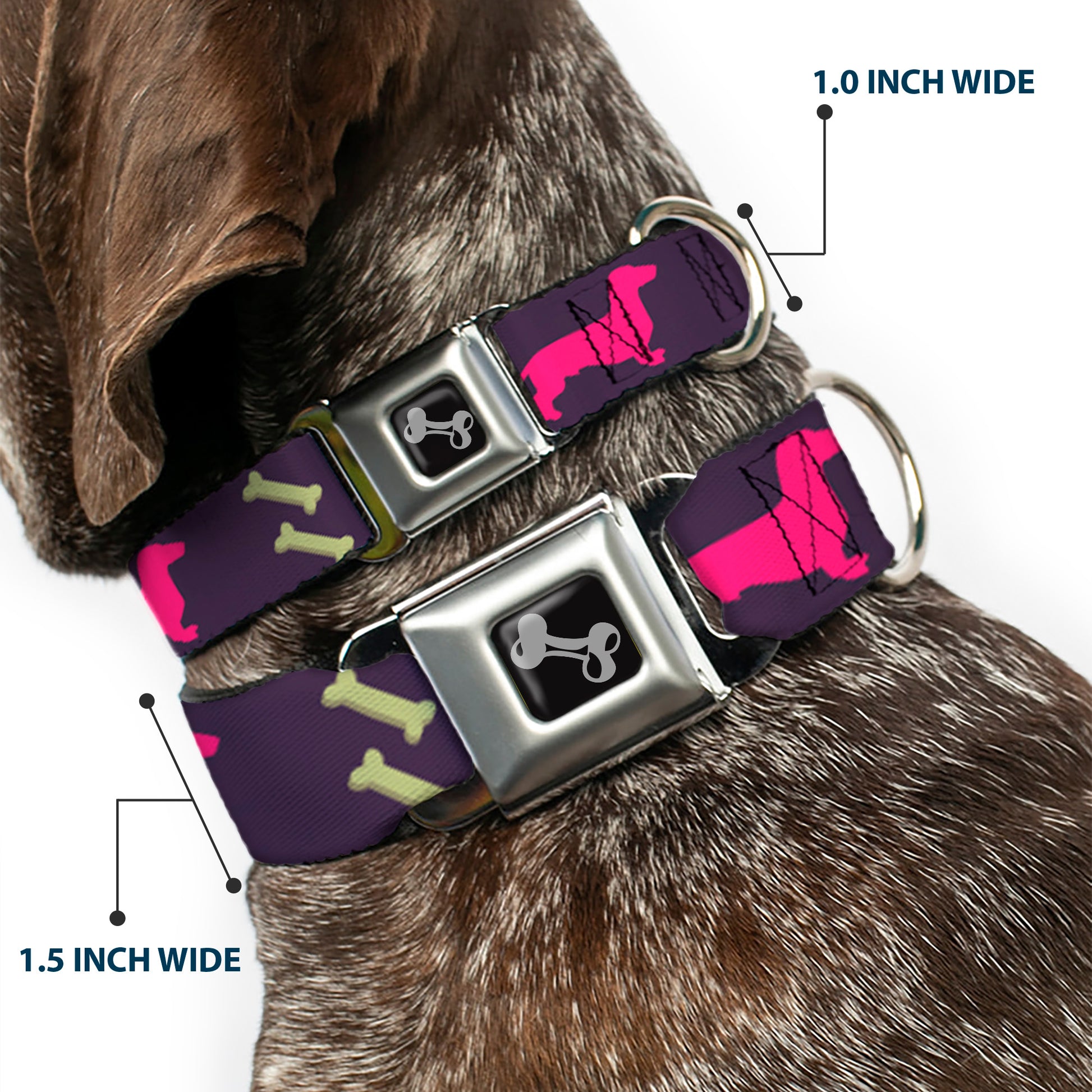Dog Bone Seatbelt Buckle Collar - Dachshunds & Bones Purple/Fuchsia/Green Seatbelt Buckle Collars Buckle-Down