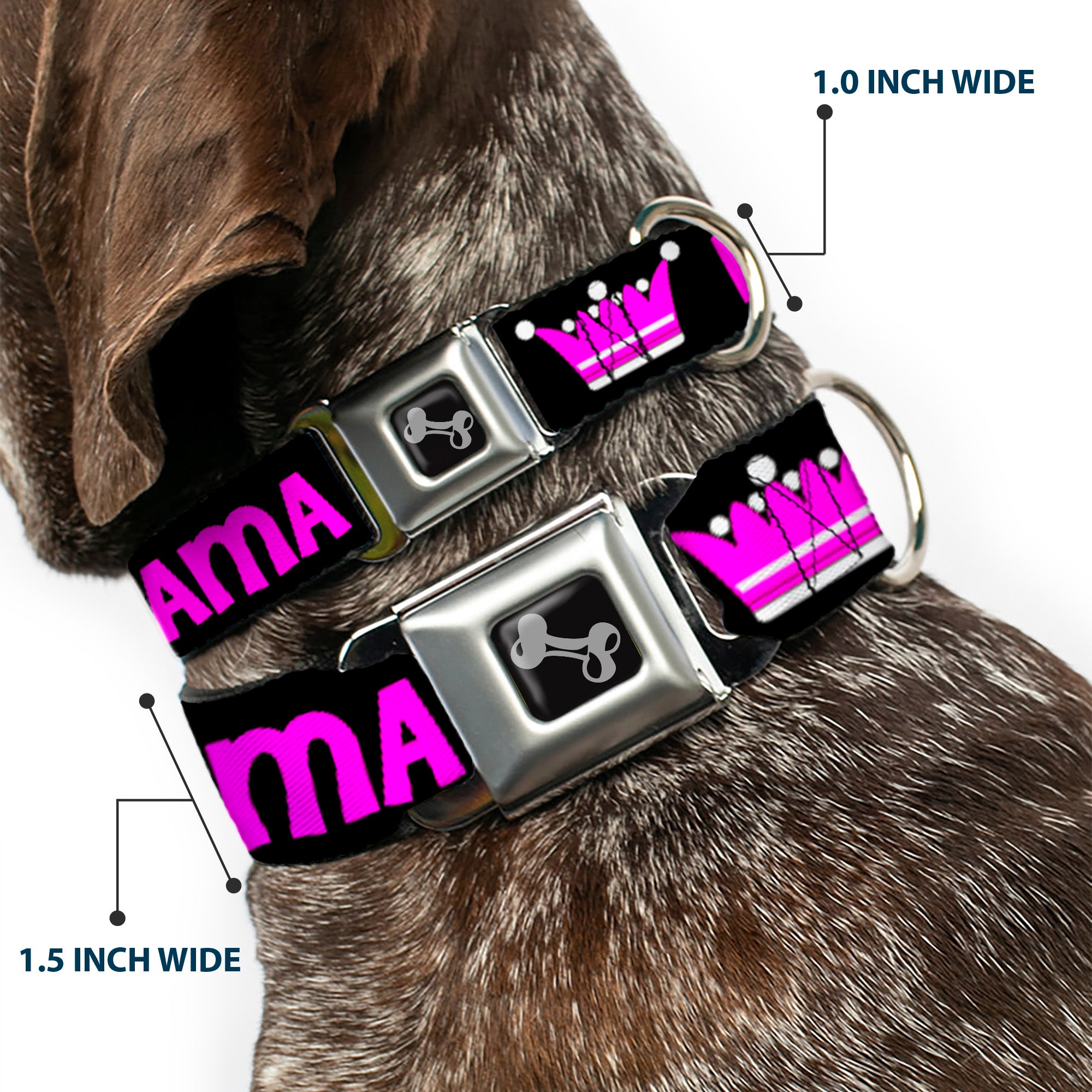 Dog Bone Seatbelt Buckle Collar - DRAMA QUEEN Black/Fuchsia Seatbelt Buckle Collars Buckle-Down