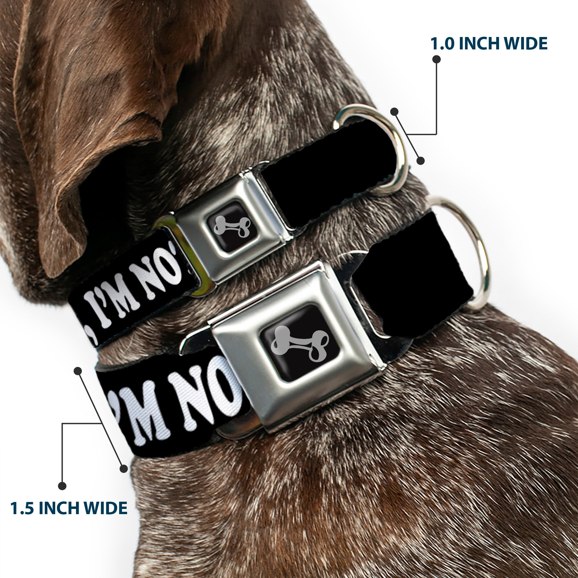 Dog Bone Seatbelt Buckle Collar - DUDE, I'M NOT YOUR BRO! Black/White Seatbelt Buckle Collars Buckle-Down