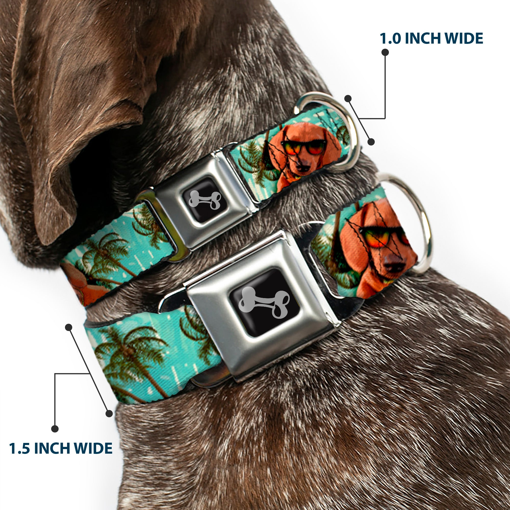 Dog Bone Seatbelt Buckle Collar - Dachshund in Shades w/Palm Trees Seatbelt Buckle Collars Buckle-Down