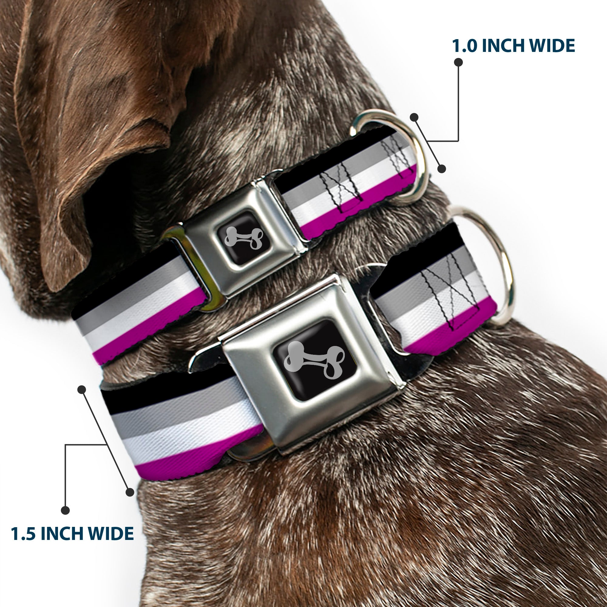 Dog Bone Seatbelt Buckle Collar - Flag Asexual Black/Gray/White/Purple Seatbelt Buckle Collars Buckle-Down