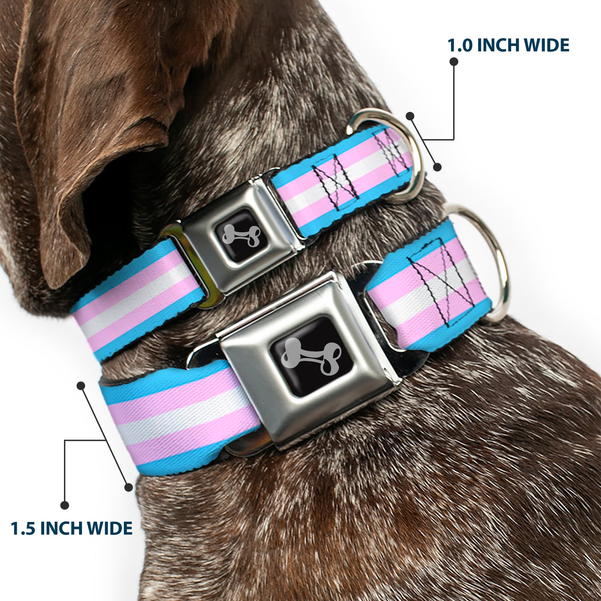 Dog Bone Seatbelt Buckle Collar - Flag Transgender Baby Blue/Baby Pink/White Seatbelt Buckle Collars Buckle-Down