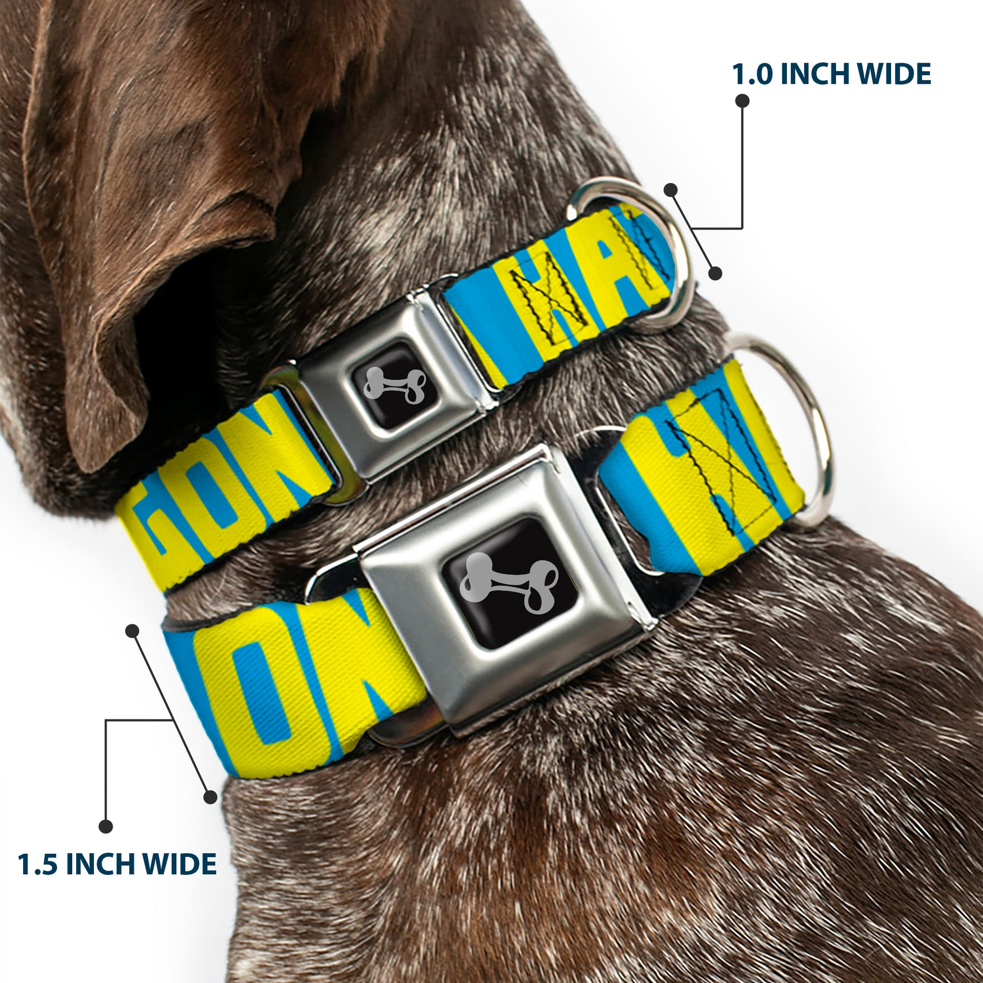 Dog Bone Seatbelt Buckle Collar - HATERS GONNA HATE Turquoise/Yellow Seatbelt Buckle Collars Buckle-Down