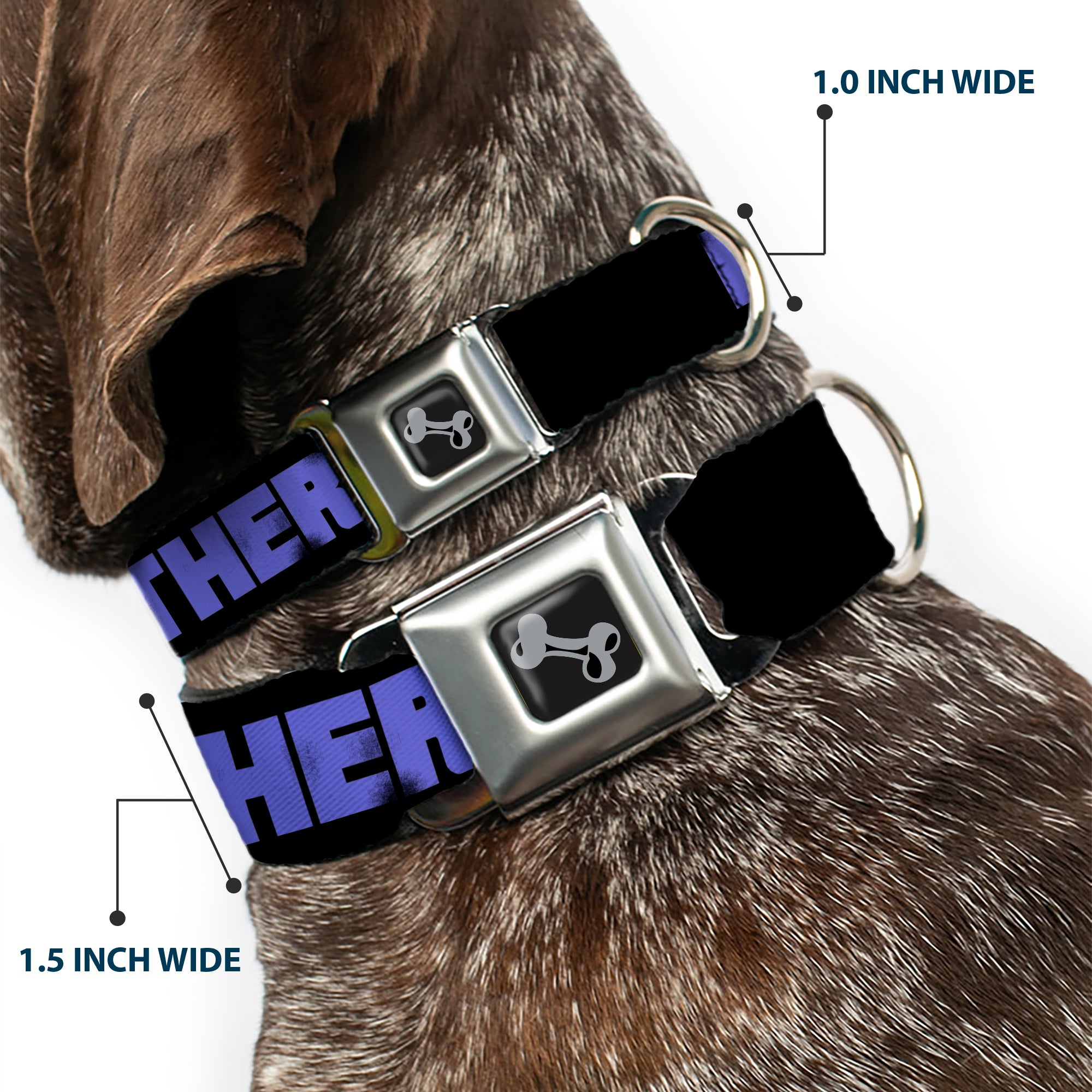 Dog Bone Seatbelt Buckle Collar - I SEE WHAT YOU DID THERE Weathered Black/Purple Seatbelt Buckle Collars Buckle-Down