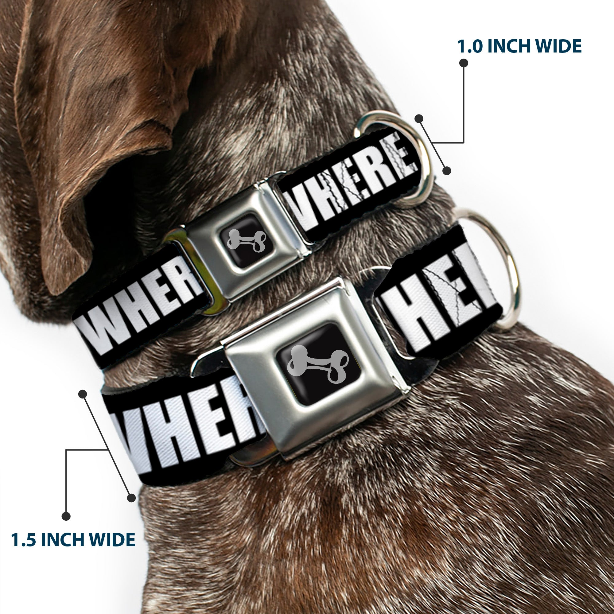 Dog Bone Seatbelt Buckle Collar - I GOT HATERS EVERYWHERE Black/White/Yellow Seatbelt Buckle Collars Buckle-Down