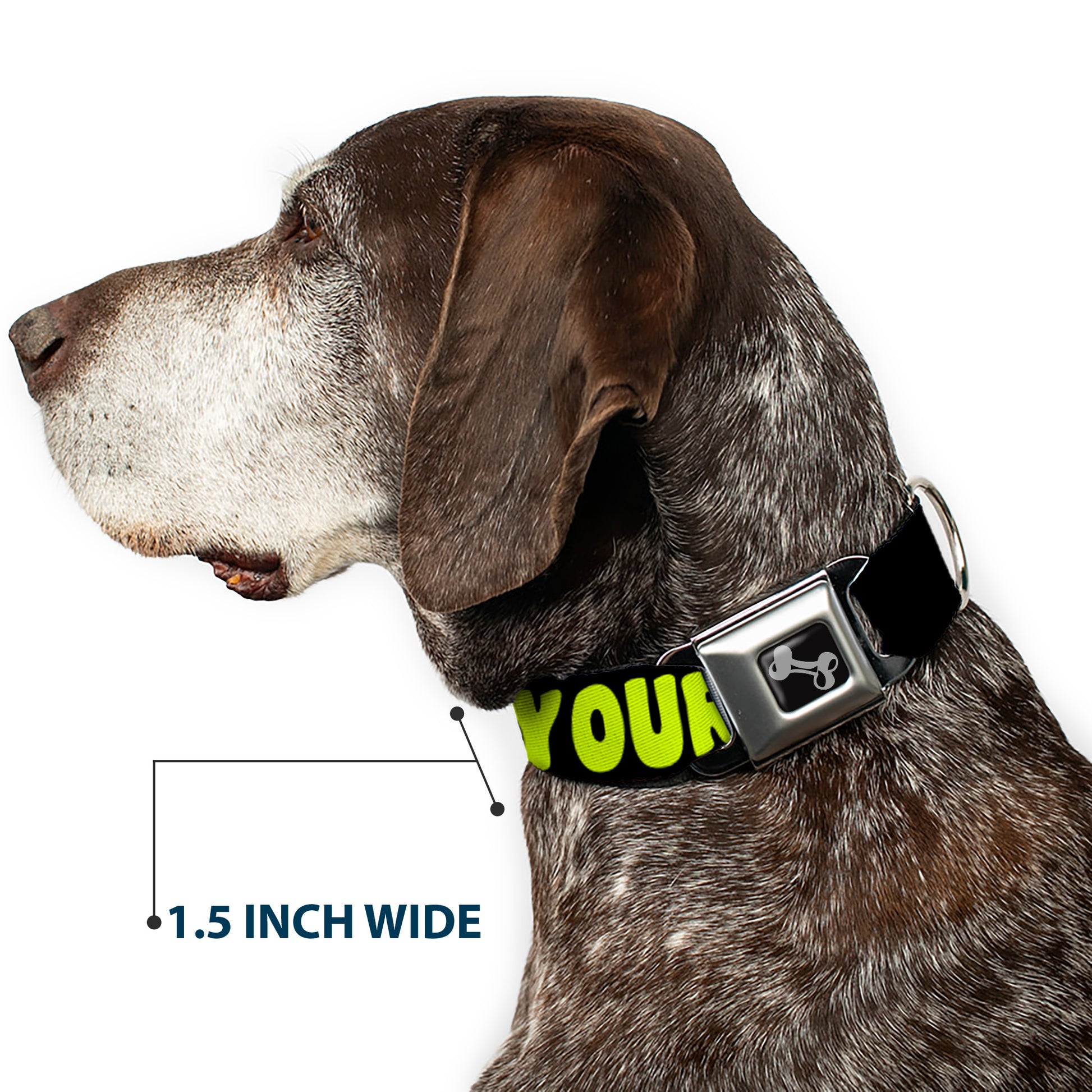 Dog Bone Black/Silver Seatbelt Buckle Collar - IN YOUR DREAMS! Black/Pink/Green/Yellow Seatbelt Buckle Collars Buckle-Down