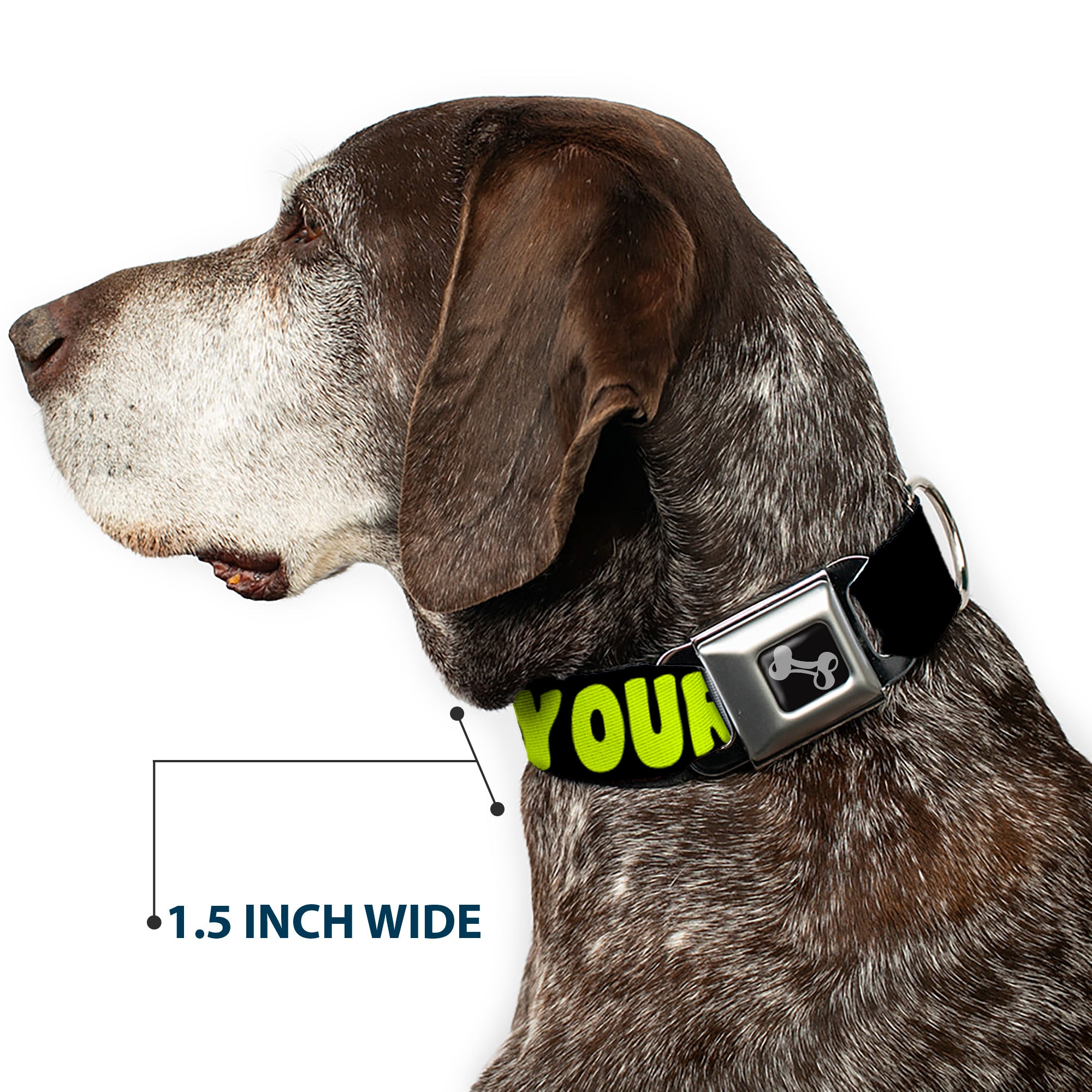 Dog Bone Black/Silver Seatbelt Buckle Collar - IN YOUR DREAMS! Black/Pink/Green/Yellow Seatbelt Buckle Collars Buckle-Down