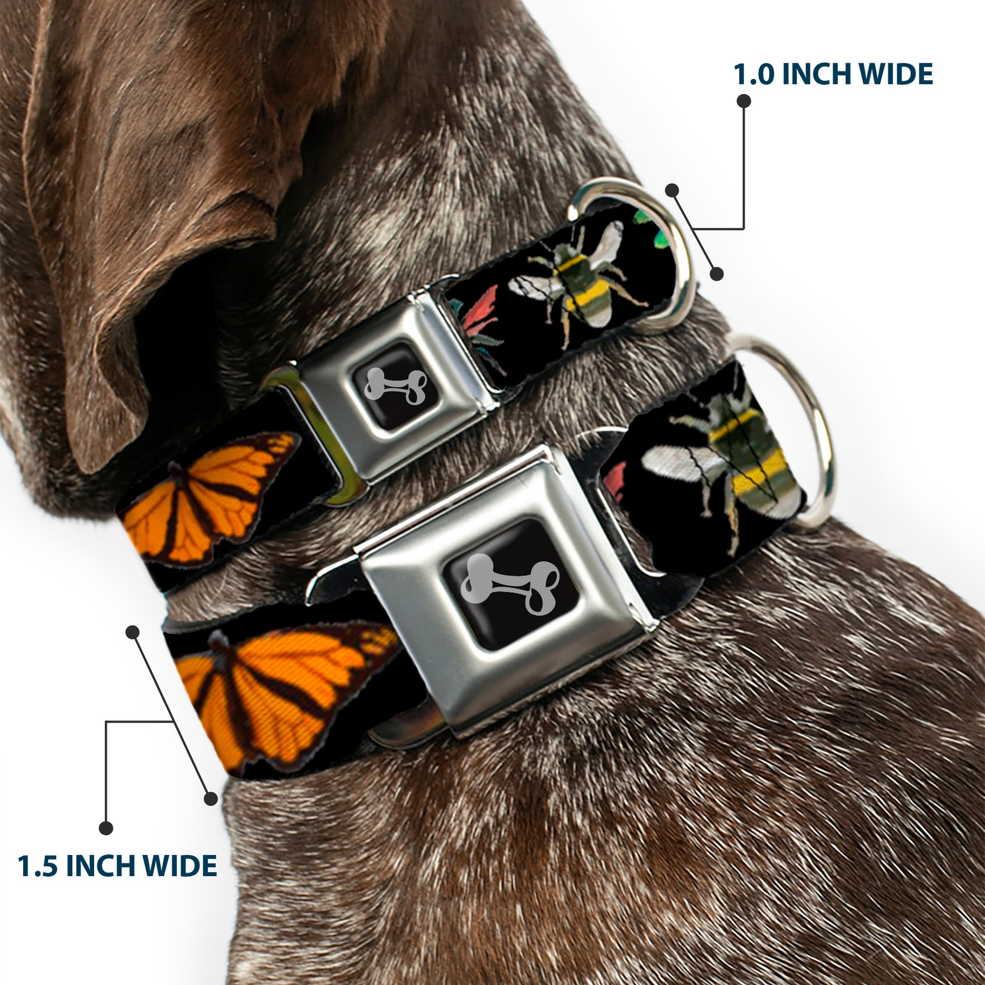 Dog Bone Seatbelt Buckle Collar - Insects CLOSE-UP Black Seatbelt Buckle Collars Buckle-Down
