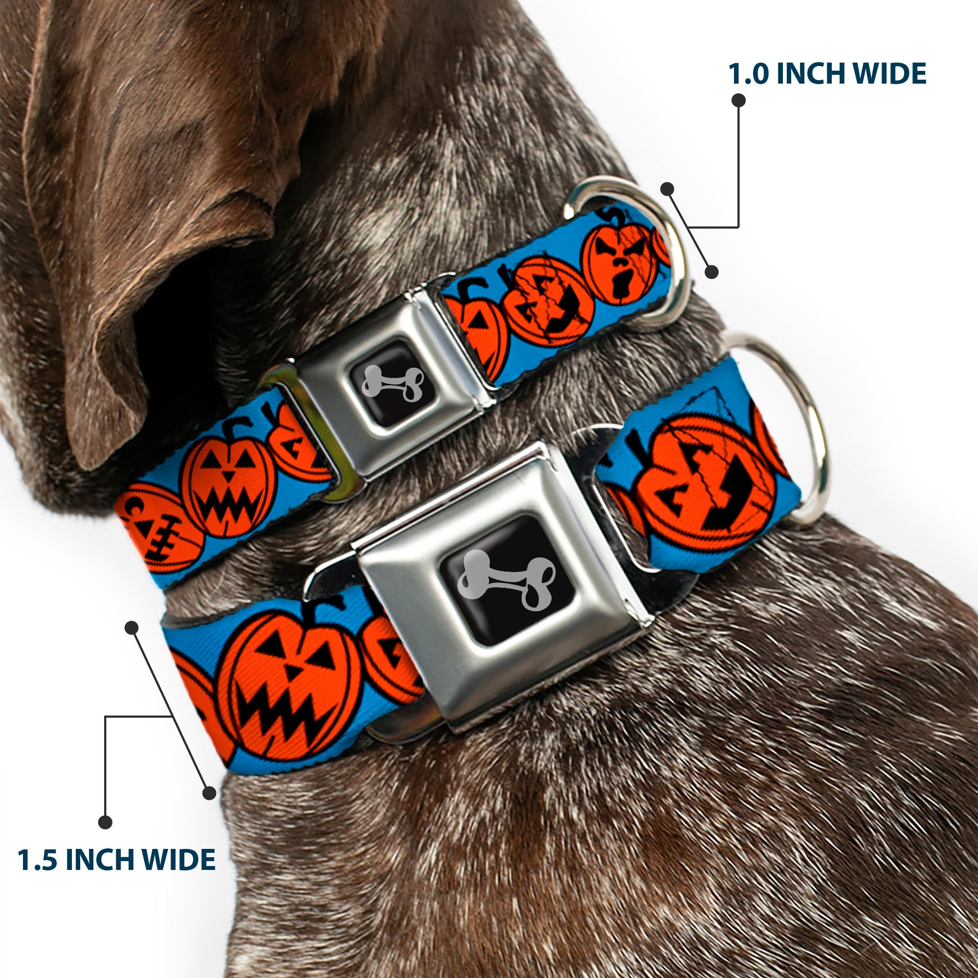 Dog Bone Seatbelt Buckle Collar - Jack-o'-Lanterns Blue Seatbelt Buckle Collars Buckle-Down