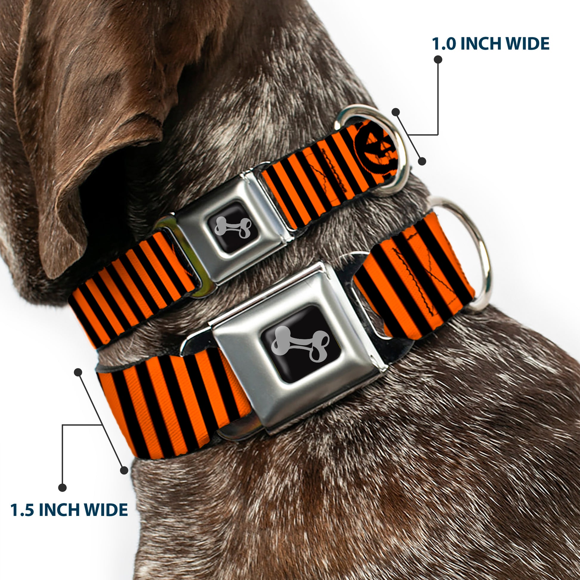 Dog Bone Black/Silver Seatbelt Buckle Collar - Jack-o'-Lantern Pumpkin Stripe Orange/Black Seatbelt Buckle Collars Buckle-Down