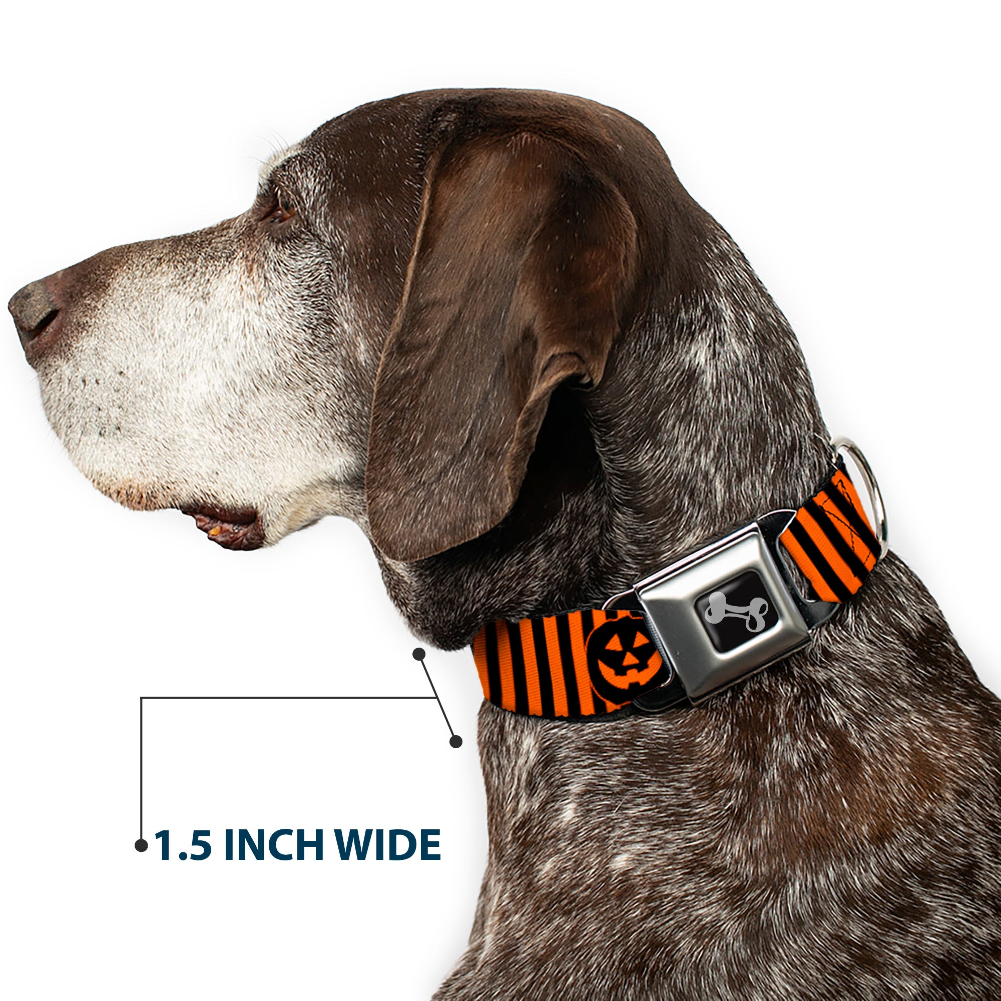 Dog Bone Black/Silver Seatbelt Buckle Collar - Jack-o'-Lantern Pumpkin Stripe Orange/Black Seatbelt Buckle Collars Buckle-Down