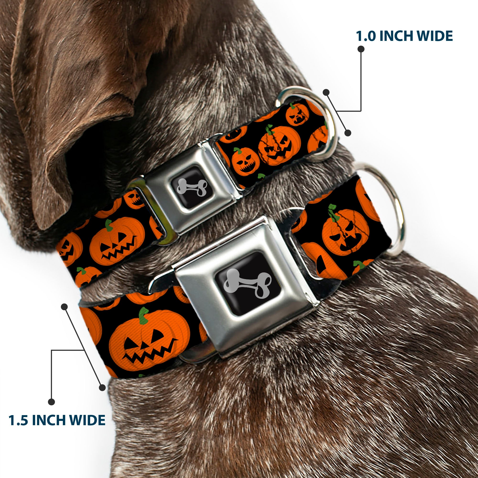 Dog Bone Black/Silver Seatbelt Buckle Collar - Jack-o'-Lantern Pumpkin Expressions Black/Orange Seatbelt Buckle Collars Buckle-Down