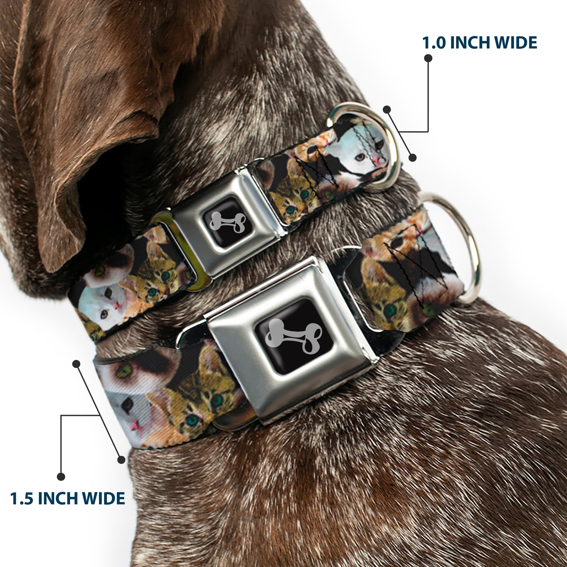 Dog Bone Seatbelt Buckle Collar - Kitten Faces Scattered Black Seatbelt Buckle Collars Buckle-Down