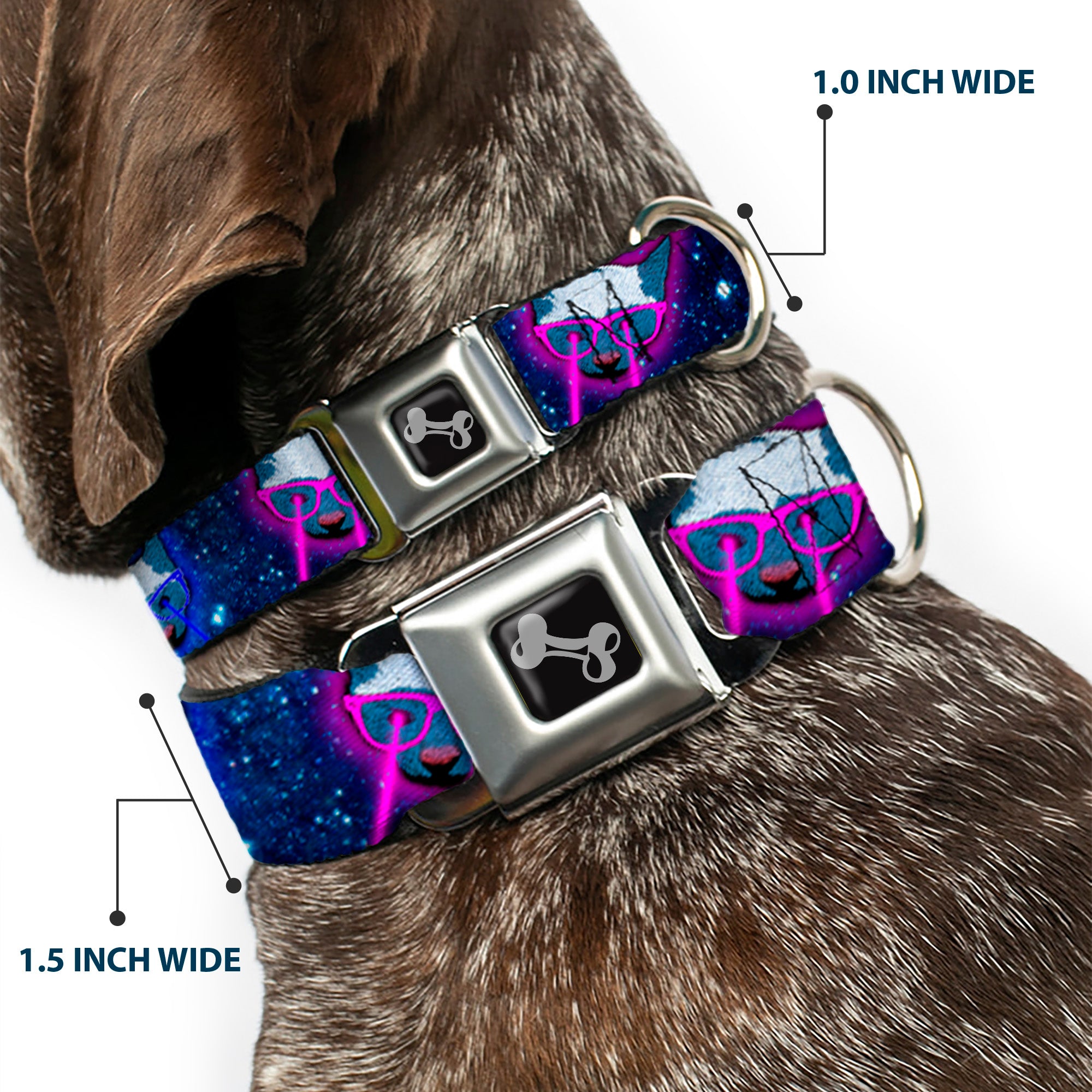 Dog Bone Seatbelt Buckle Collar - Laser Eye Cats in Space Seatbelt Buckle Collars Buckle-Down