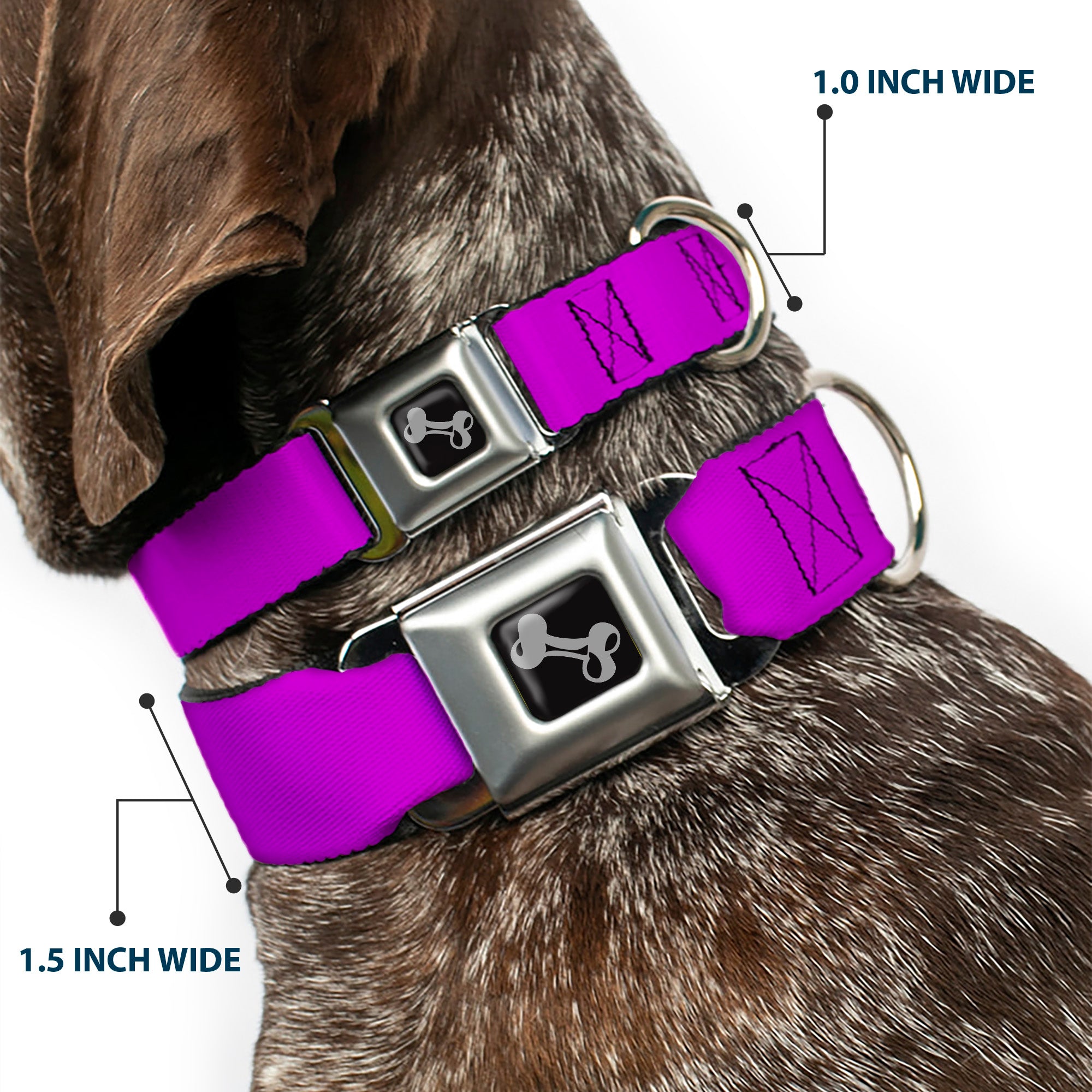 Dog Bone Seatbelt Buckle Collar - Neon Purple Seatbelt Buckle Collars Buckle-Down