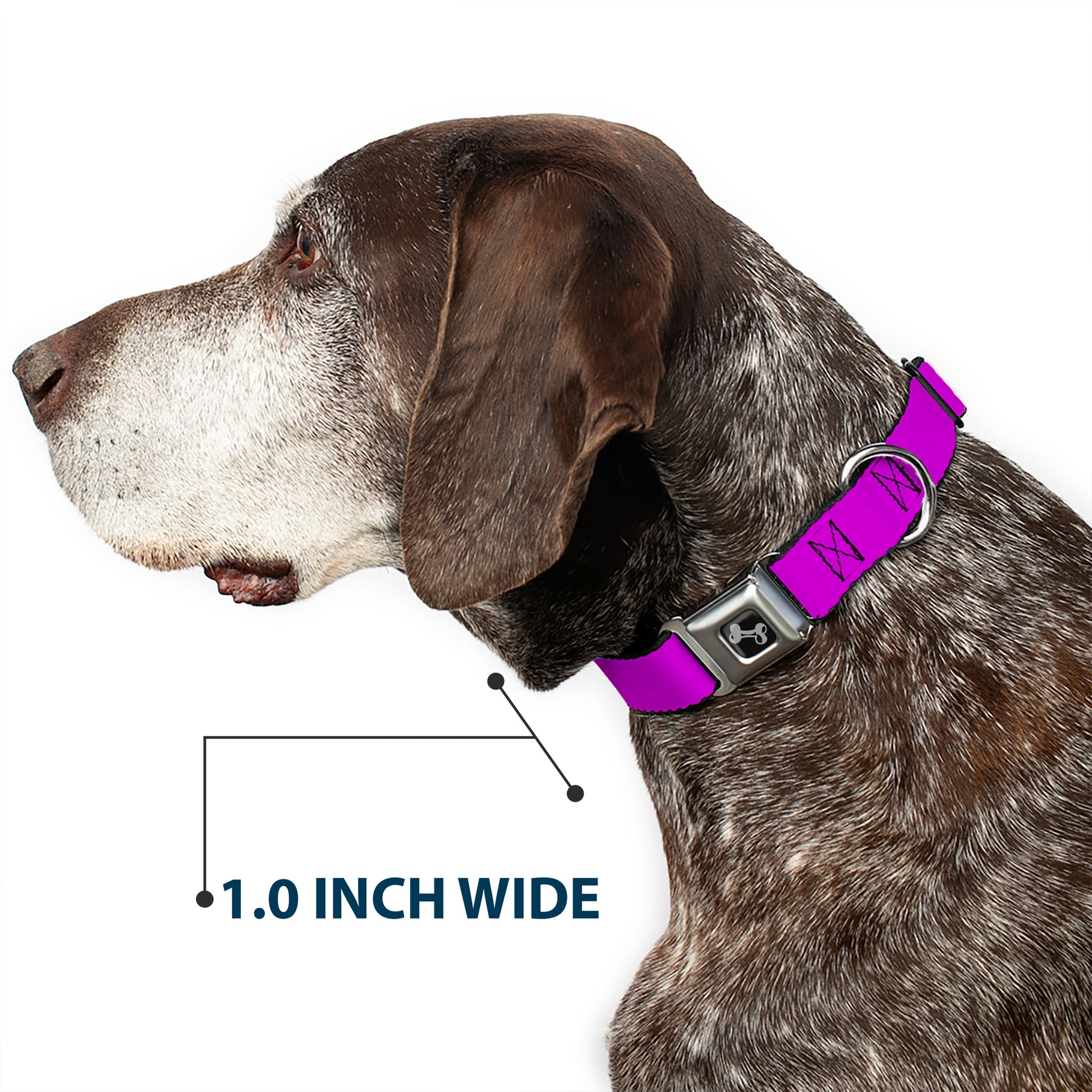 Dog Bone Seatbelt Buckle Collar - Neon Purple Seatbelt Buckle Collars Buckle-Down