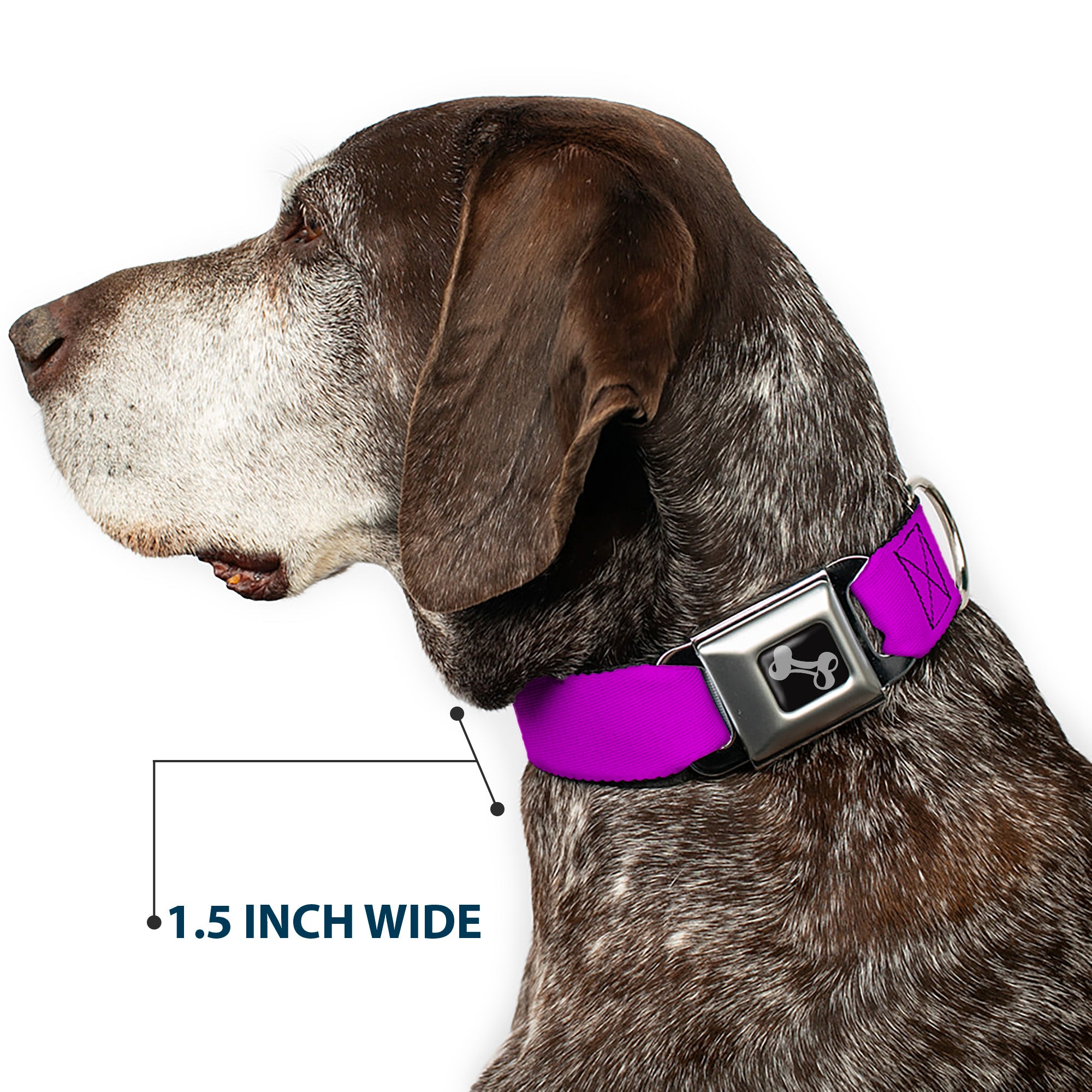 Dog Bone Seatbelt Buckle Collar - Neon Purple Seatbelt Buckle Collars Buckle-Down