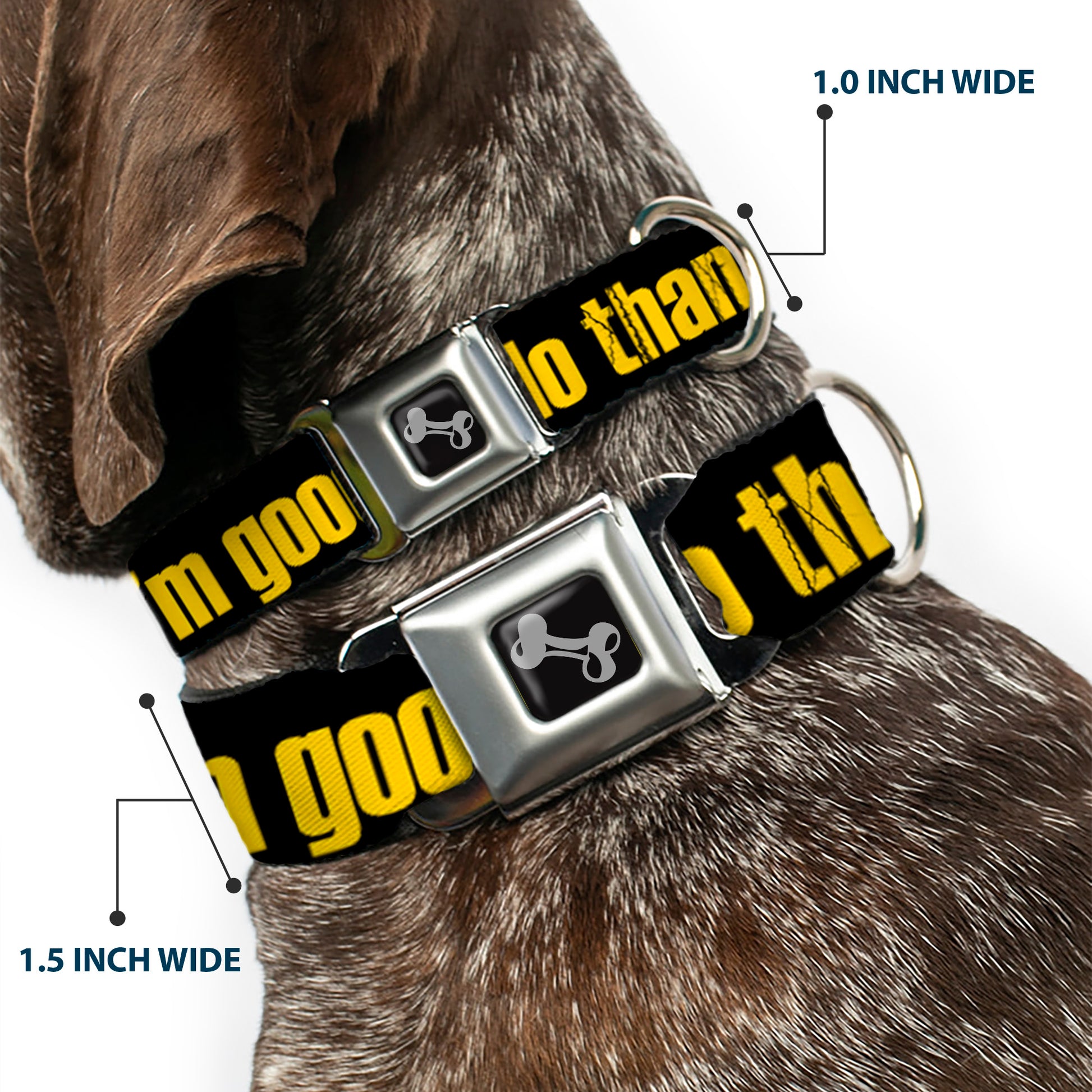Dog Bone Seatbelt Buckle Collar - NO THANKS, I'M GOOD! Black/Gold Seatbelt Buckle Collars Buckle-Down