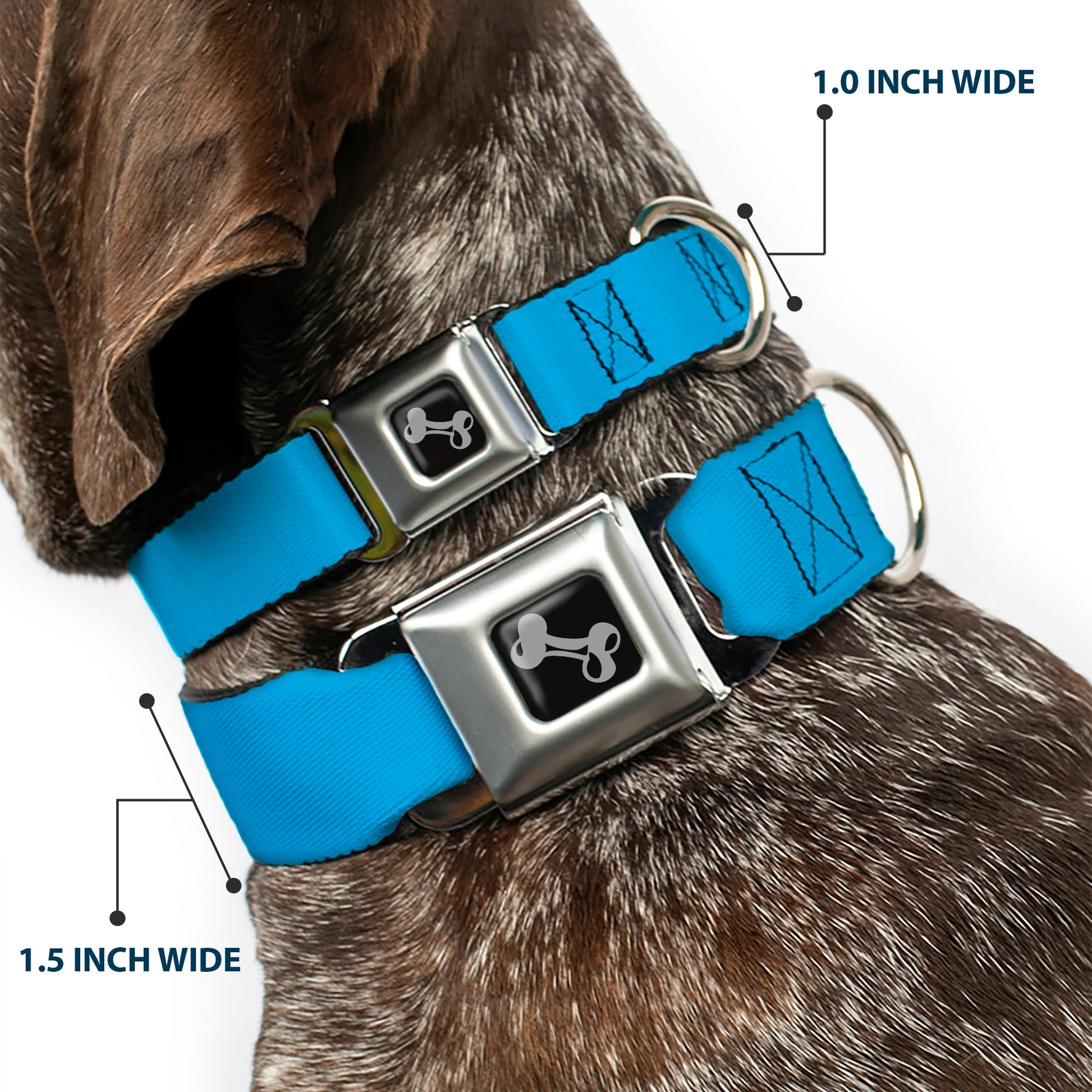 Dog Bone Seatbelt Buckle Collar - Neon Blue Seatbelt Buckle Collars Buckle-Down