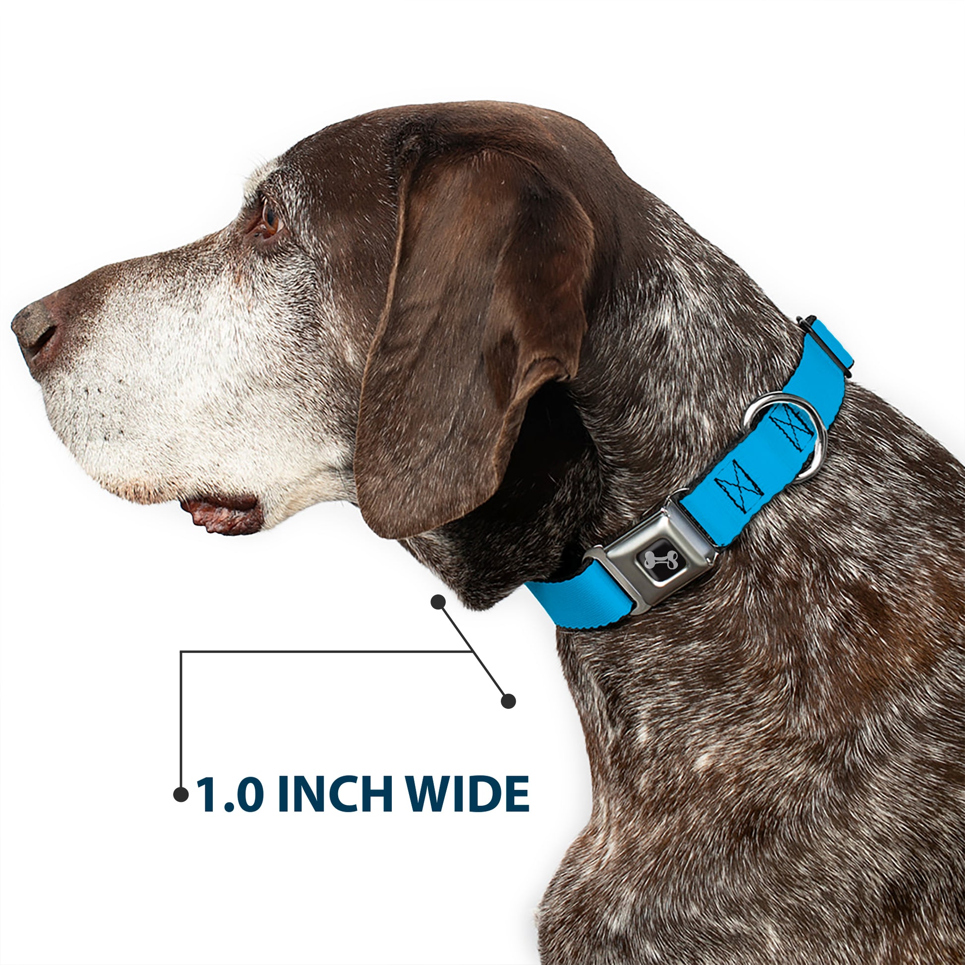 Dog Bone Seatbelt Buckle Collar - Neon Blue Seatbelt Buckle Collars Buckle-Down