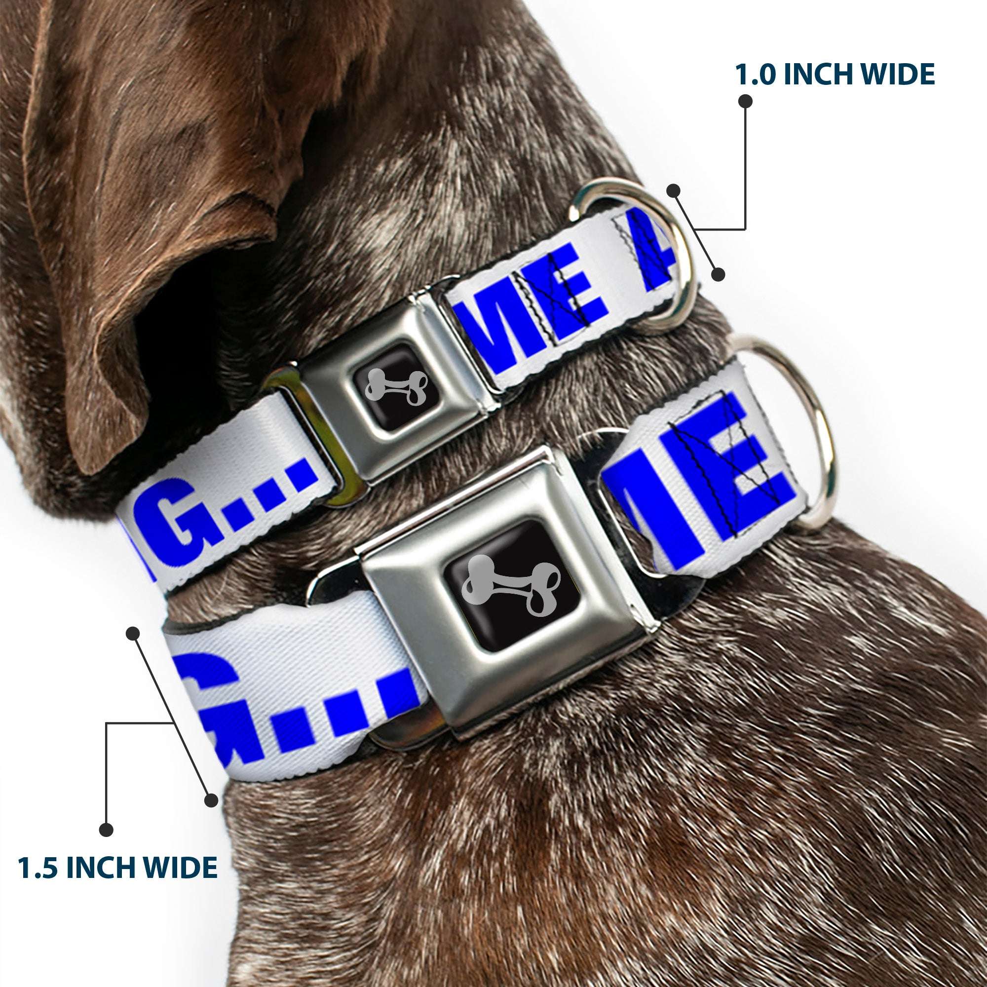 Dog Bone Seatbelt Buckle Collar - OMGâ€¦GIVE ME A BREAK!!! White/Royal Seatbelt Buckle Collars Buckle-Down