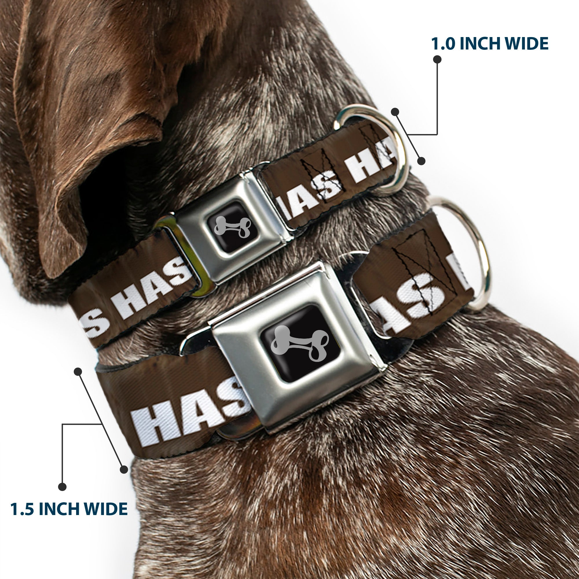 Buckle-Down Seatbelt Buckle Dog Collar - ONE OF US HAS HAIRY LEGS/Fur Tan/White Seatbelt Buckle Collars Buckle-Down