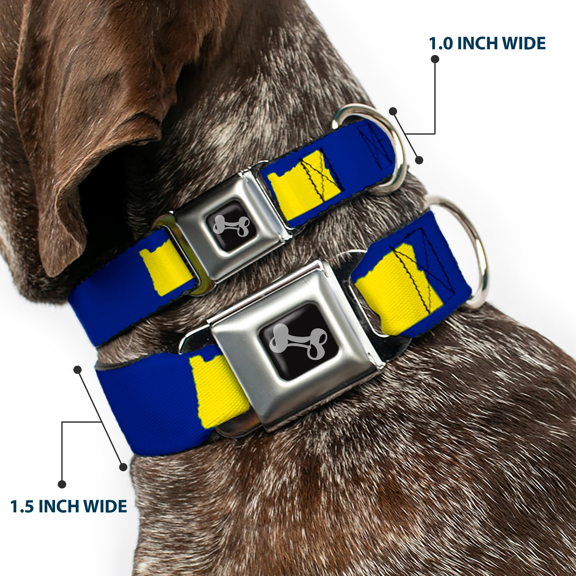 Dog Bone Seatbelt Buckle Collar - Oregon State Silhouette Blue/Yellow Seatbelt Buckle Collars Buckle-Down