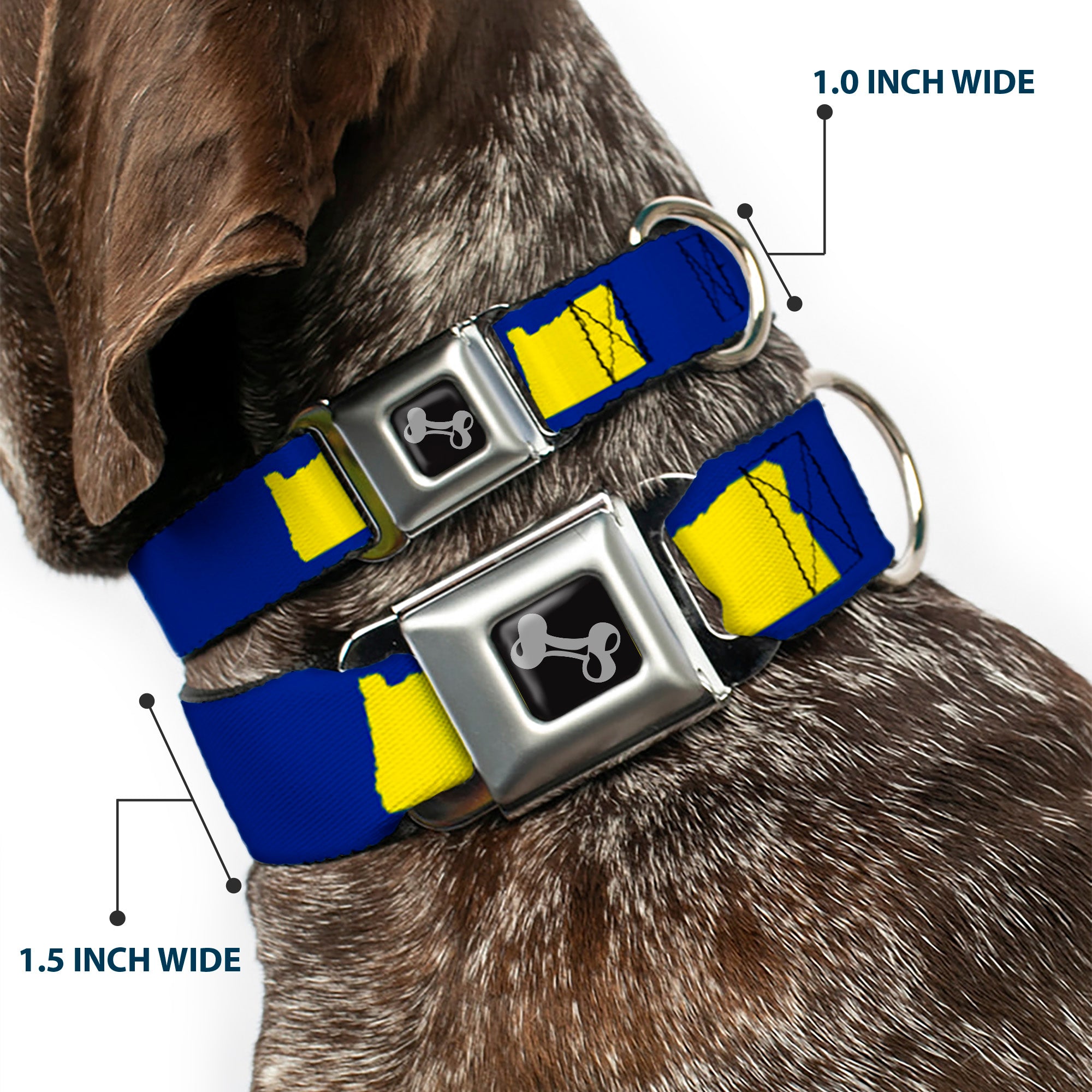 Dog Bone Seatbelt Buckle Collar - Oregon State Silhouette Blue/Yellow Seatbelt Buckle Collars Buckle-Down