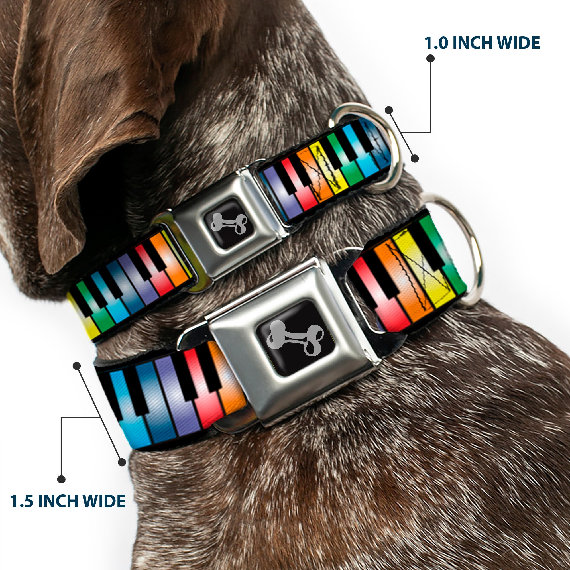 Dog Bone Seatbelt Buckle Collar - Piano Keys Rainbow Seatbelt Buckle Collars Buckle-Down