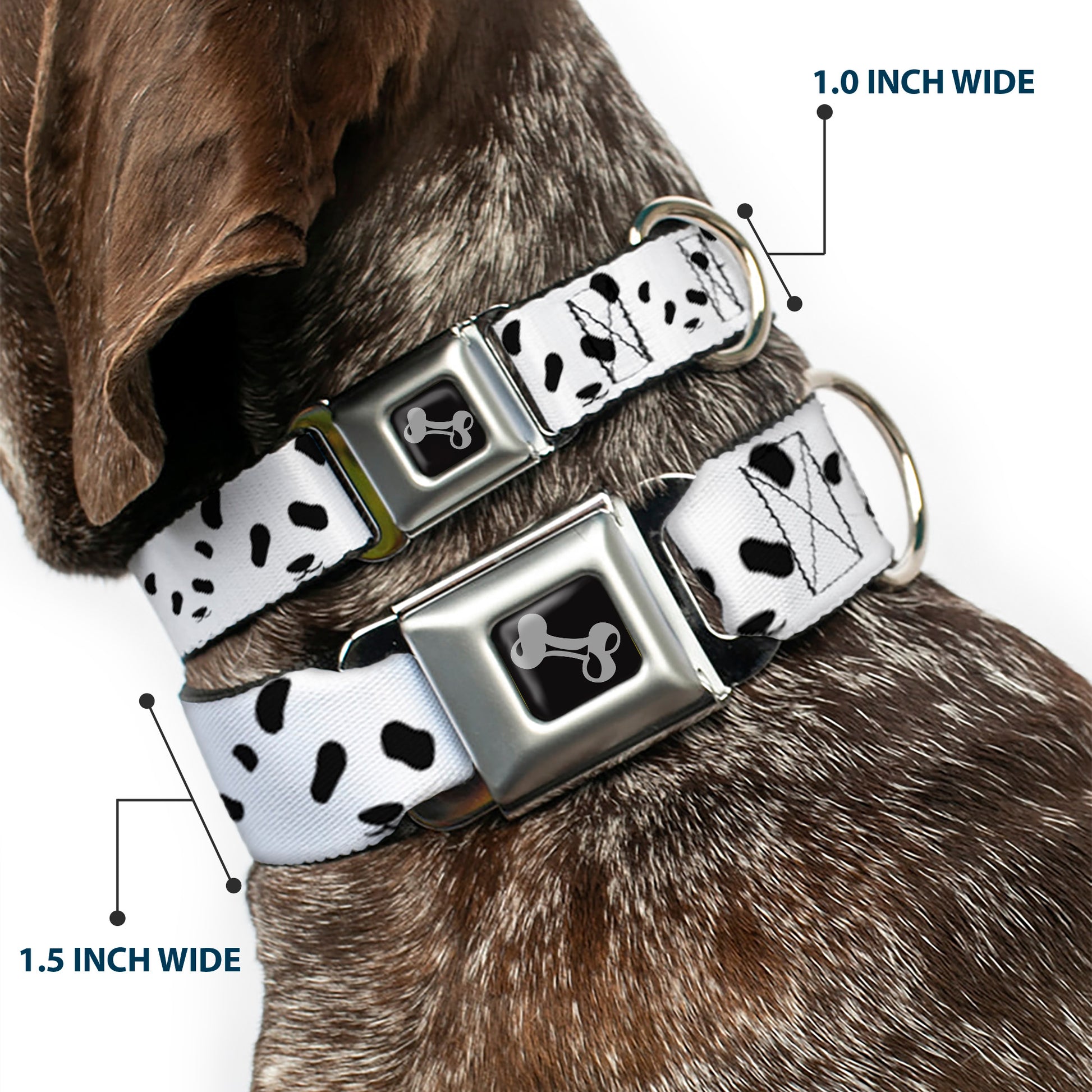 Dog Bone Seatbelt Buckle Collar - Panda Bear Spots Seatbelt Buckle Collars Buckle-Down