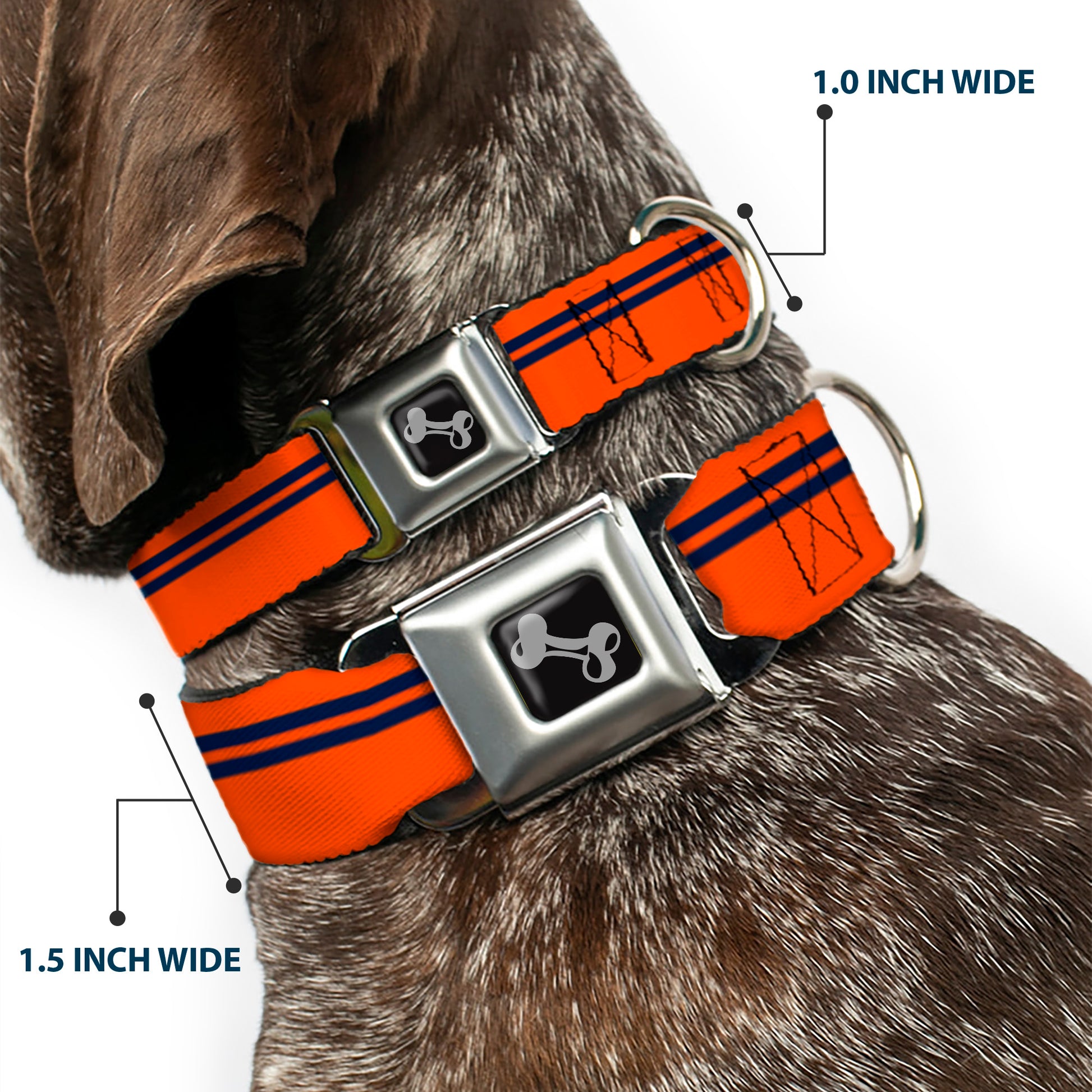 Dog Bone Seatbelt Buckle Collar - Racing Stripe Orange/Navy Seatbelt Buckle Collars Buckle-Down