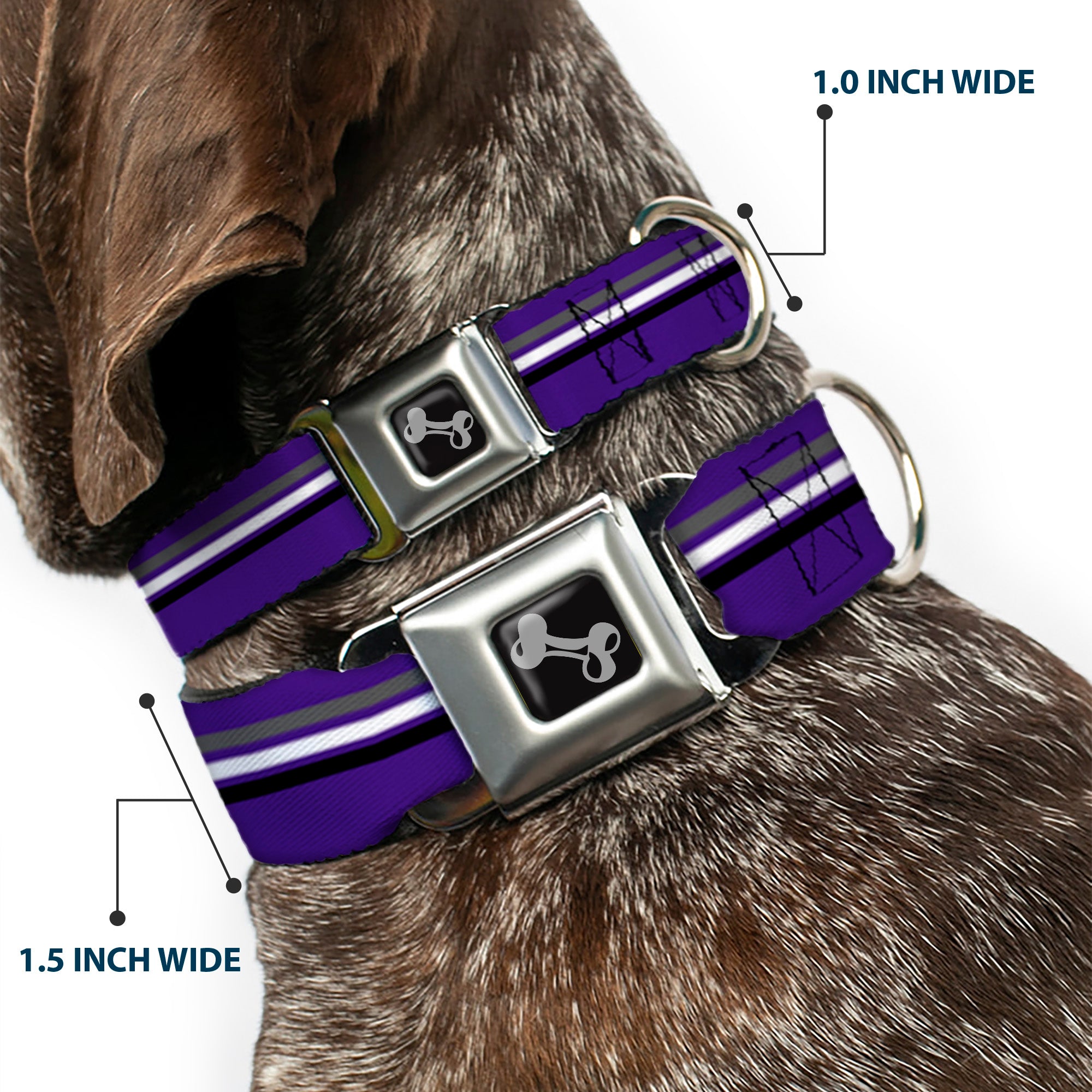 Dog Bone Seatbelt Buckle Collar - Racing Stripes Purple/Gray/White/Black Seatbelt Buckle Collars Buckle-Down