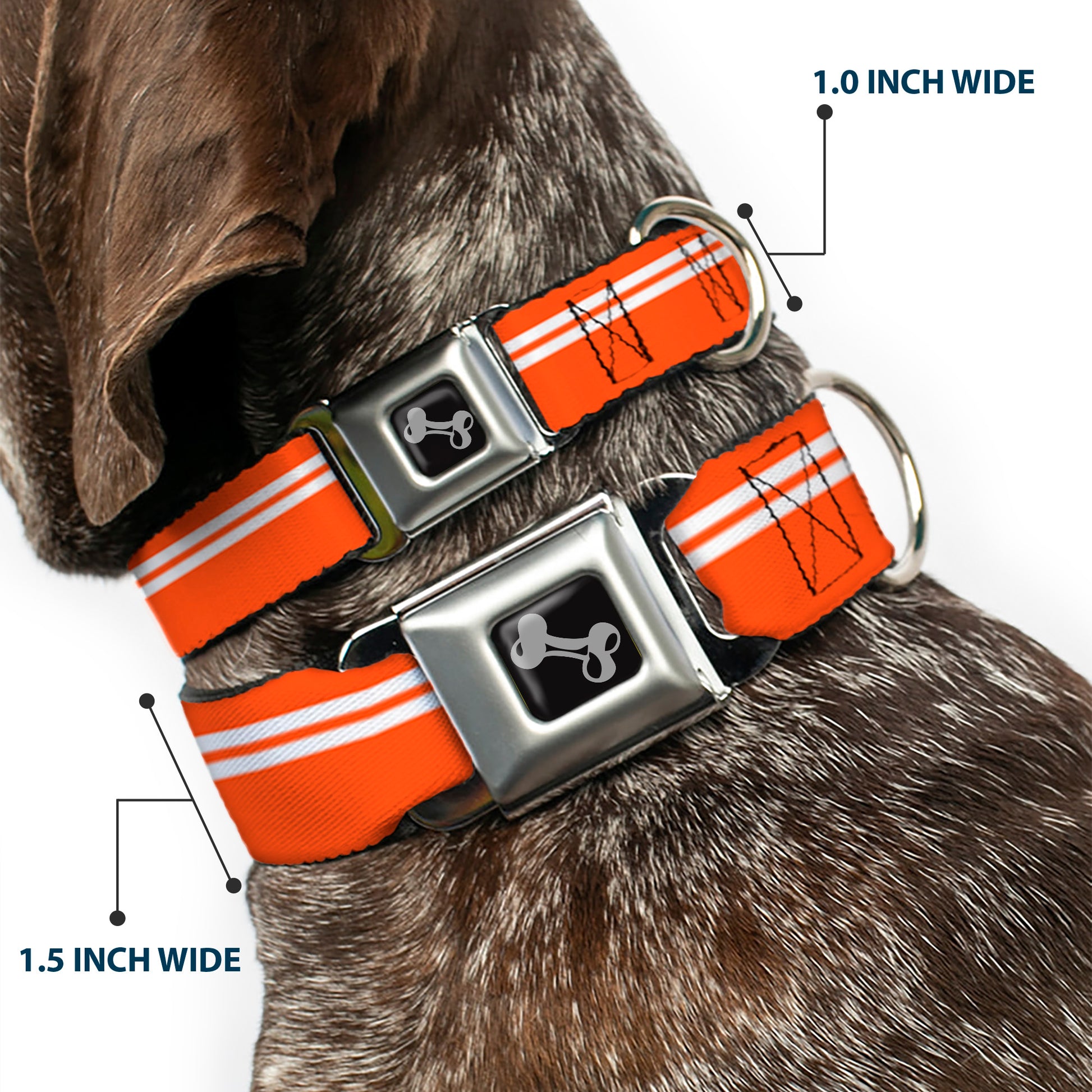Dog Bone Seatbelt Buckle Collar - Racing Stripe Orange/White Seatbelt Buckle Collars Buckle-Down
