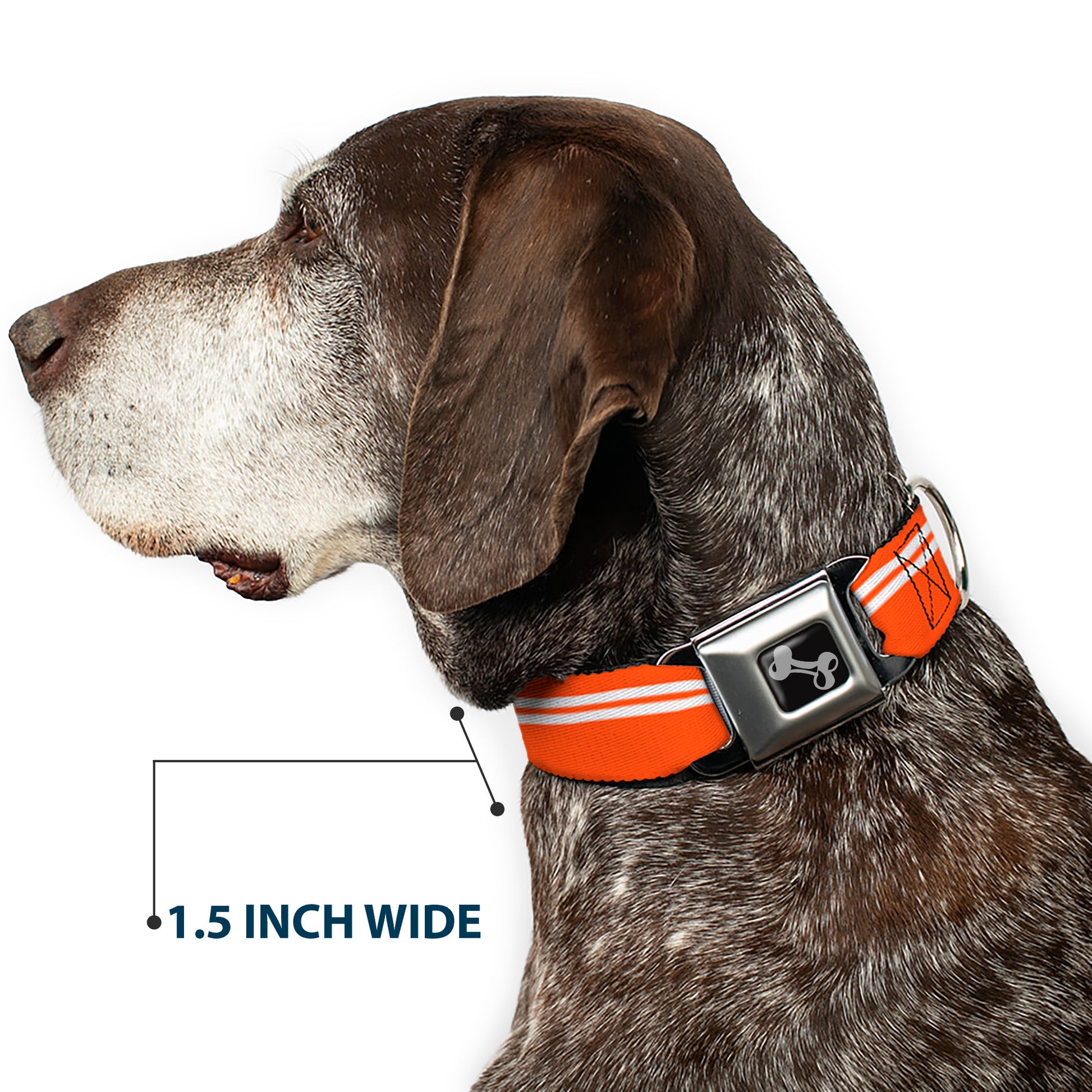 Dog Bone Seatbelt Buckle Collar - Racing Stripe Orange/White Seatbelt Buckle Collars Buckle-Down