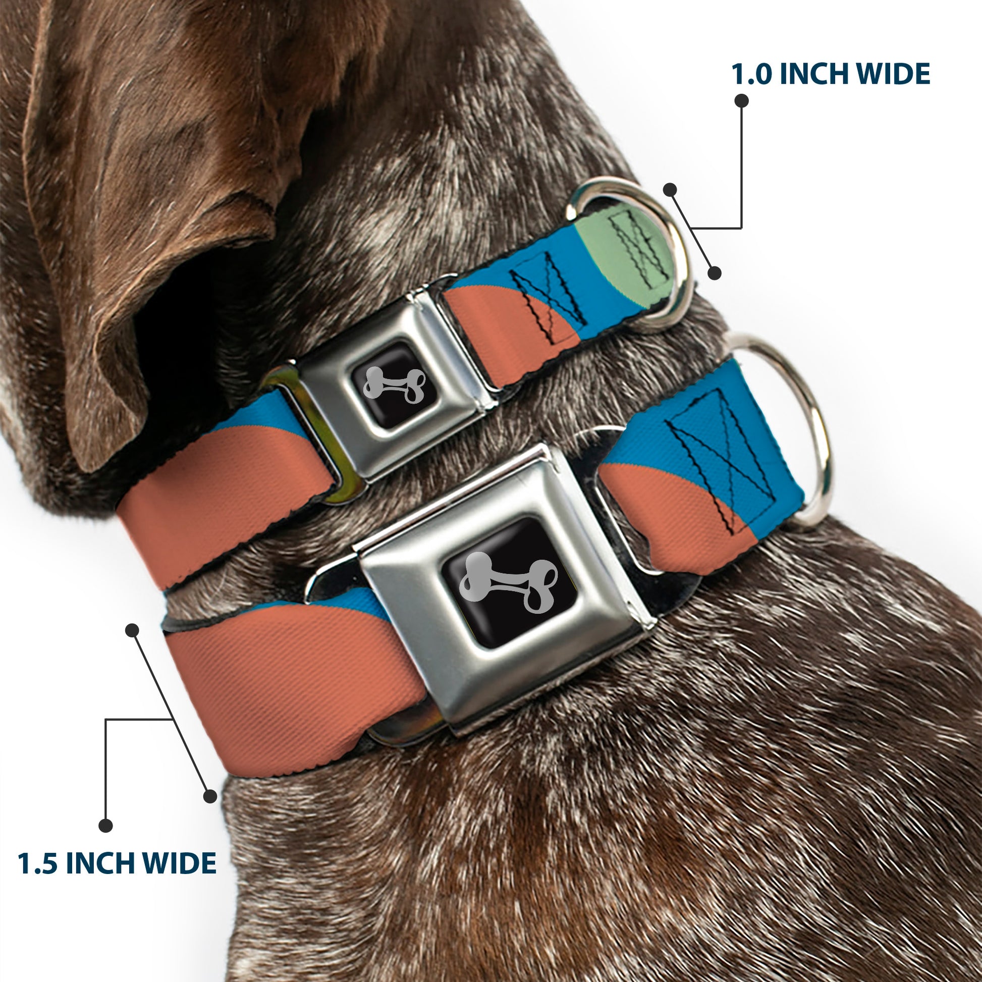 Dog Bone Seatbelt Buckle Collar - Polka Dots CLOSE-UP Black/Blue/Sage/Brown Seatbelt Buckle Collars Buckle-Down