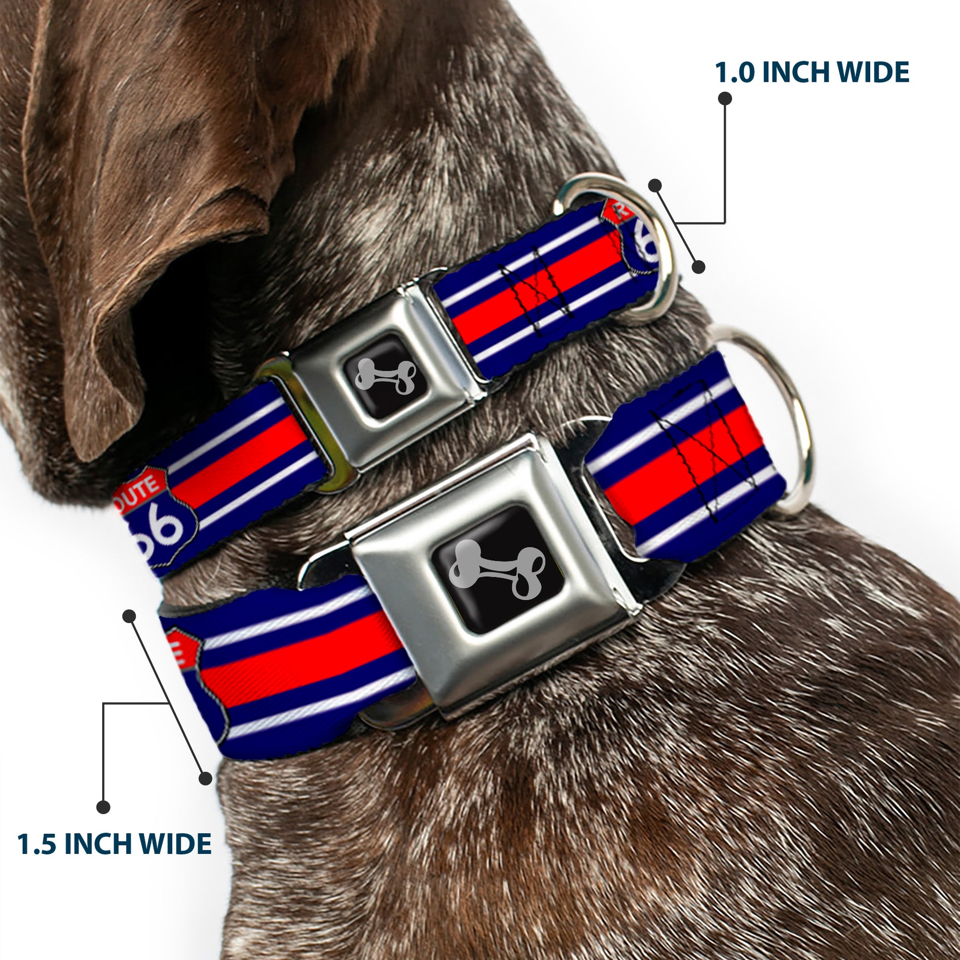 Dog Bone Seatbelt Buckle Collar - ROUTE 66 Highway Sign/Stripe Blue/White/Red Seatbelt Buckle Collars Buckle-Down
