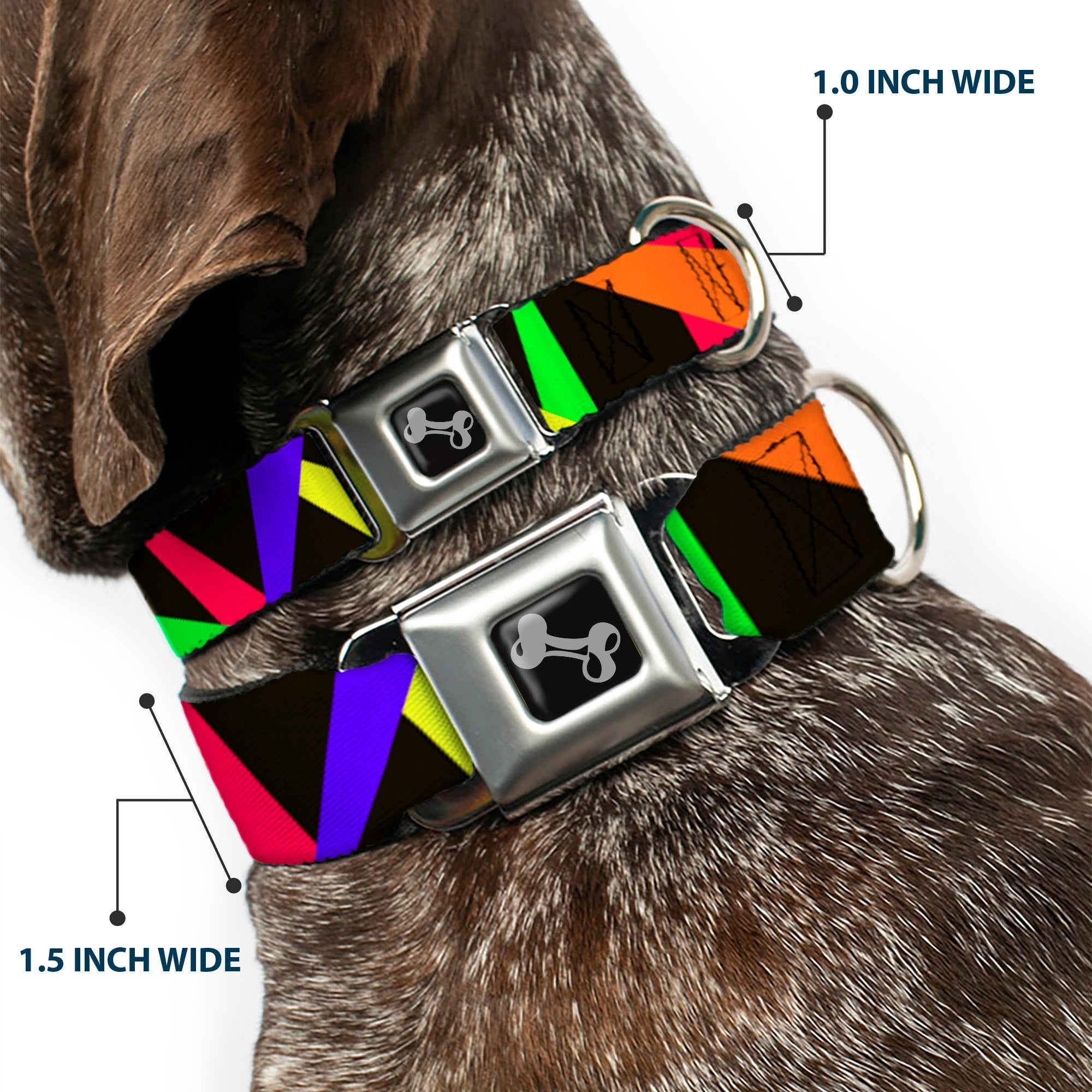 Dog Bone Seatbelt Buckle Collar - Spotlight Black/Multi Neon Seatbelt Buckle Collars Buckle-Down