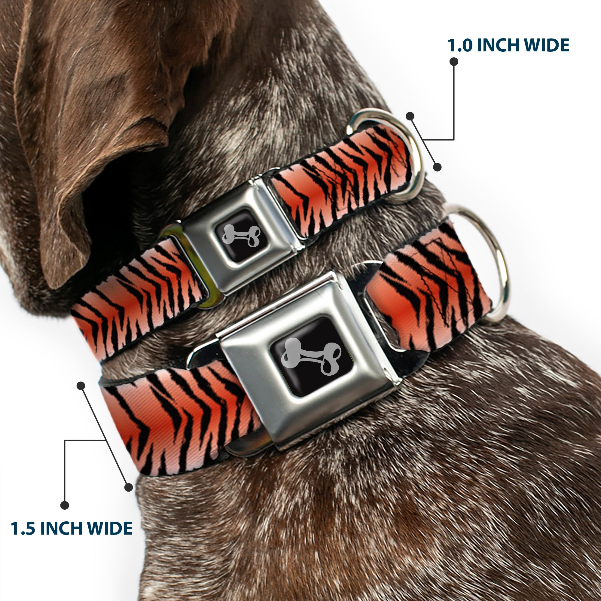 Dog Bone Seatbelt Buckle Collar - Tiger Seatbelt Buckle Collars Buckle-Down