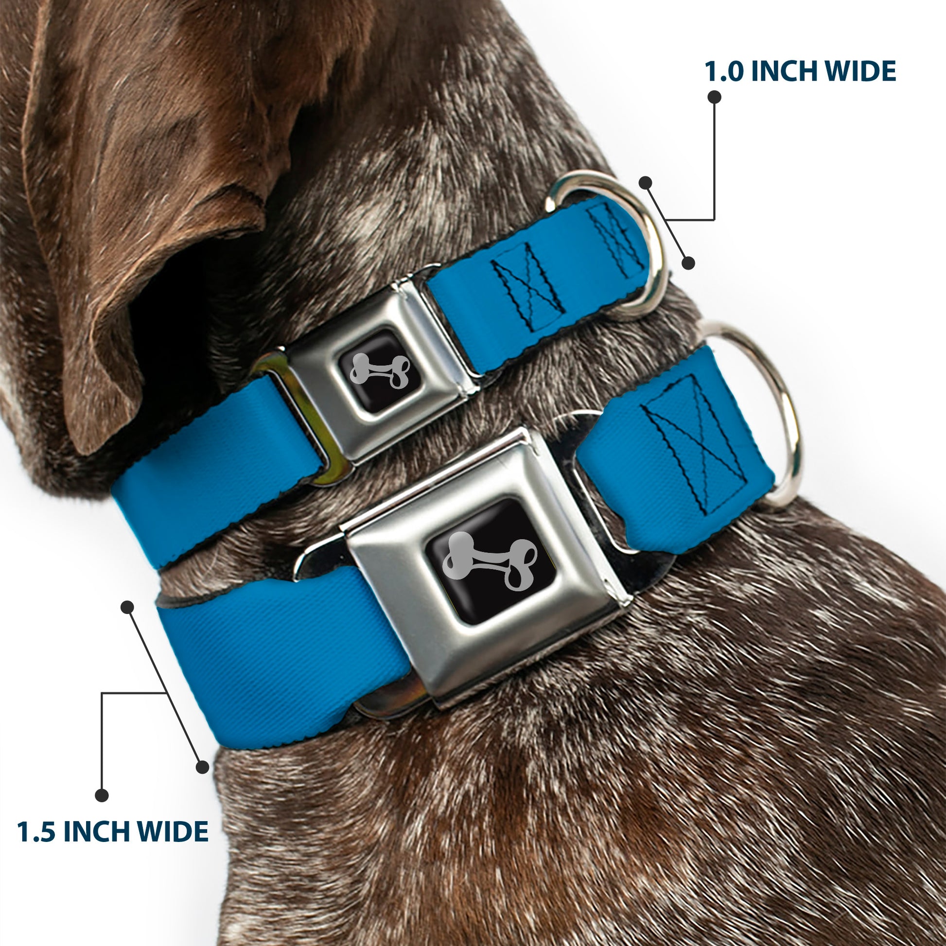 Dog Bone Seatbelt Buckle Collar - Turquoise Seatbelt Buckle Collars Buckle-Down