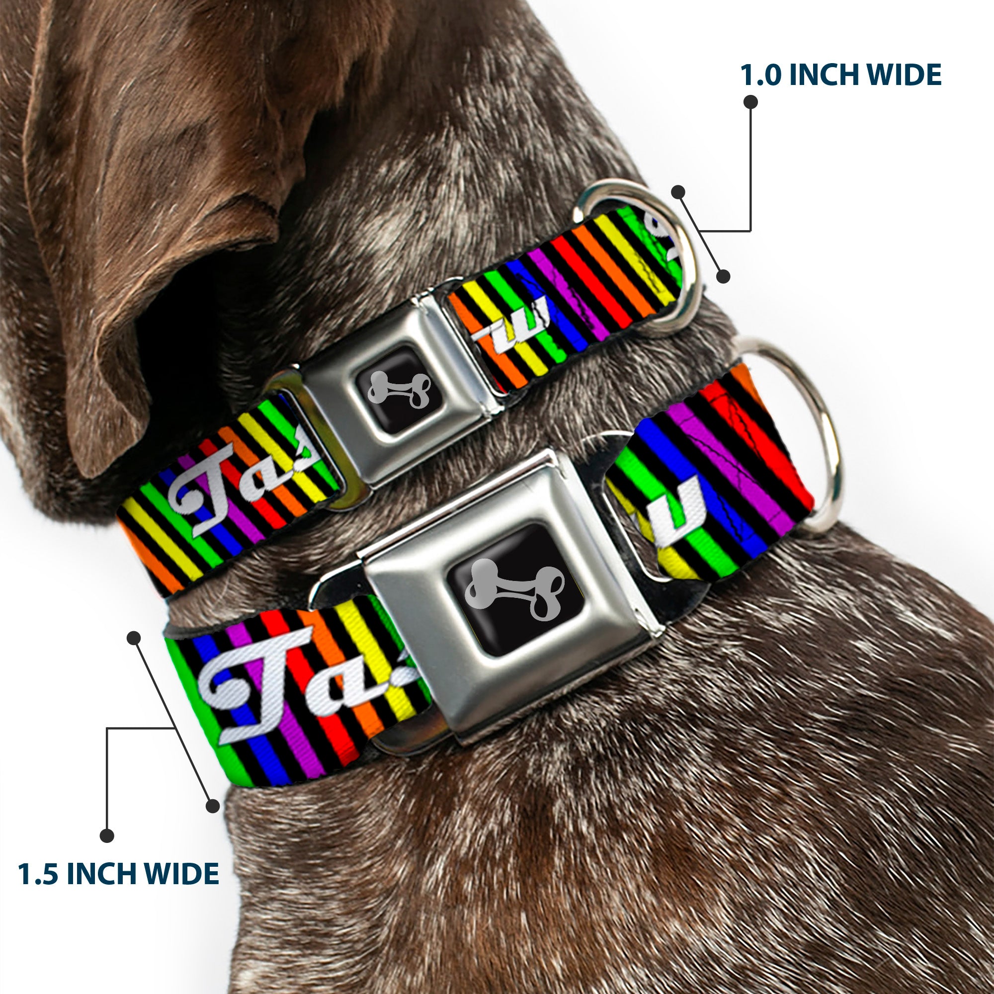 Buckle-Down Seatbelt Buckle Dog Collar - TASTE MY RAINBOW Black/Multi Color Seatbelt Buckle Collars Buckle-Down