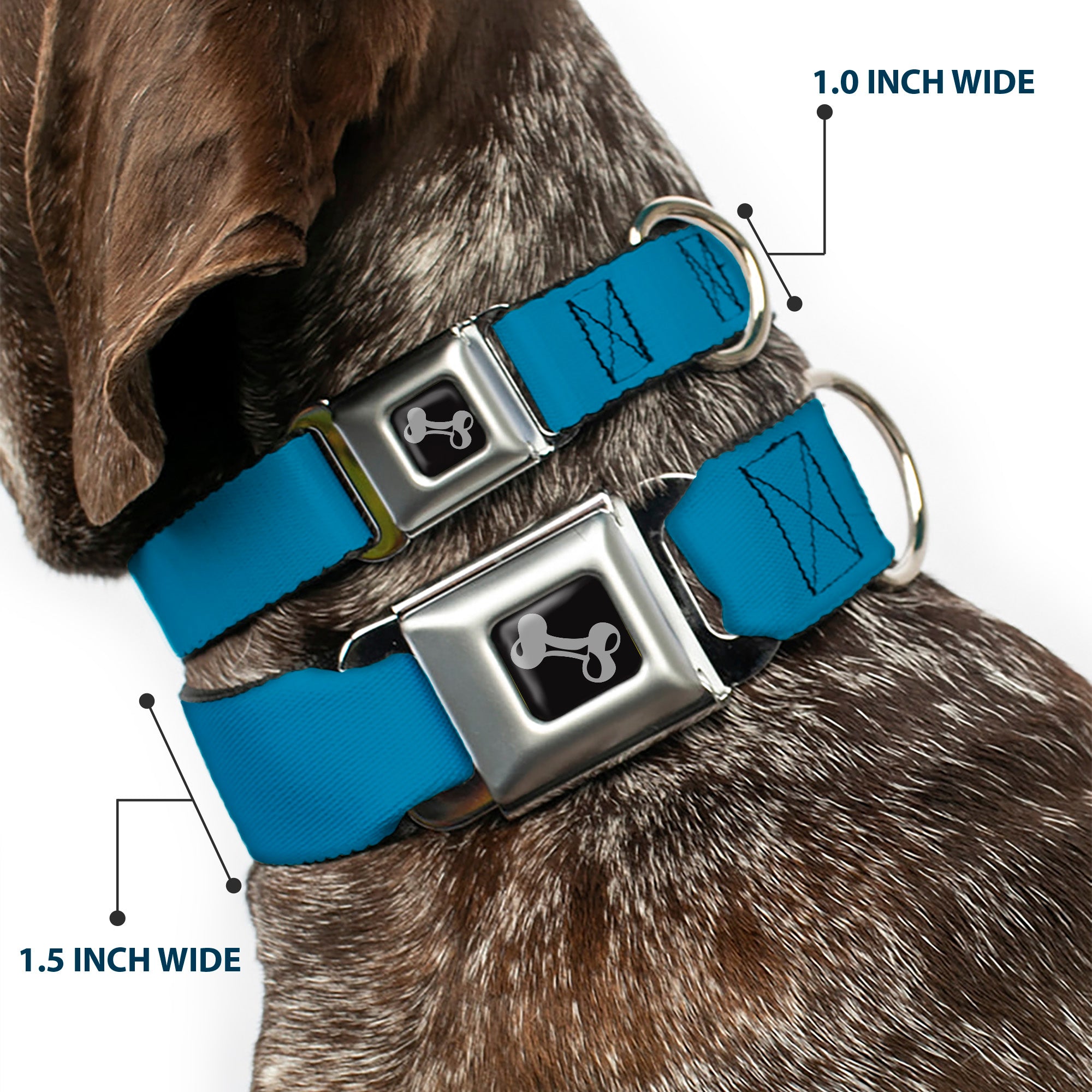 Dog Bone Seatbelt Buckle Collar - Vivid Turquoise Seatbelt Buckle Collars Buckle-Down